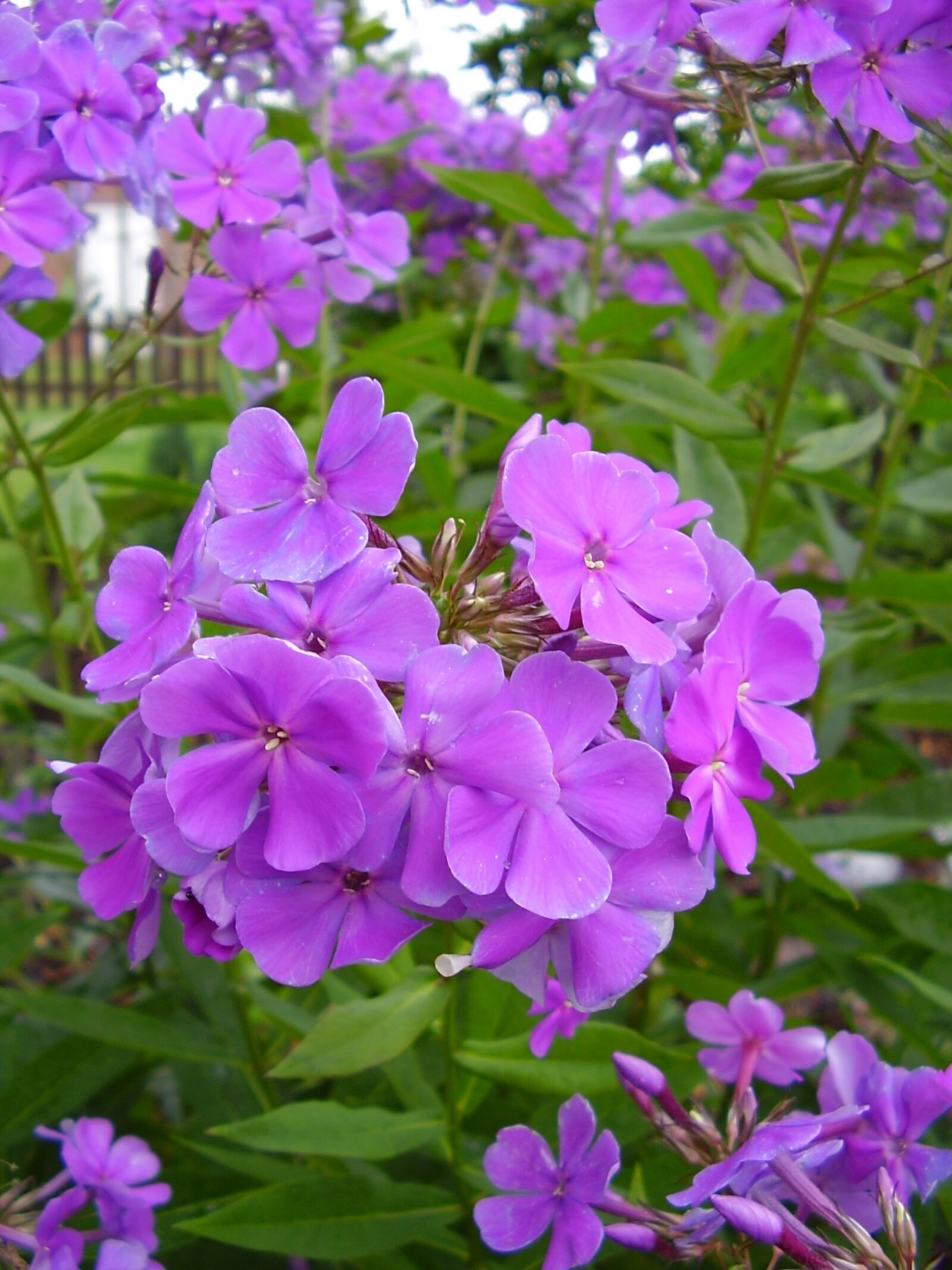 Olympus X450,D535Z,C370Z sample photo. Flowers, purple, spring photography