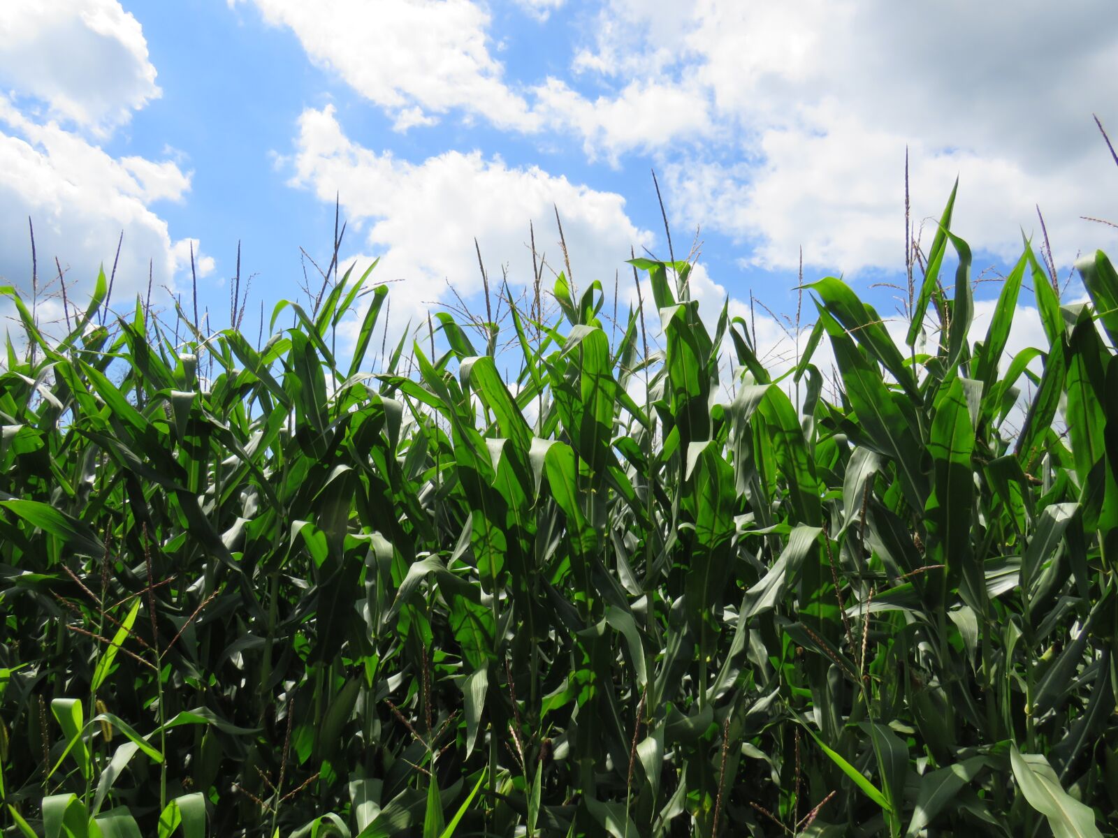 Canon PowerShot SX540 HS sample photo. Corn, wisconsin, agriculture photography
