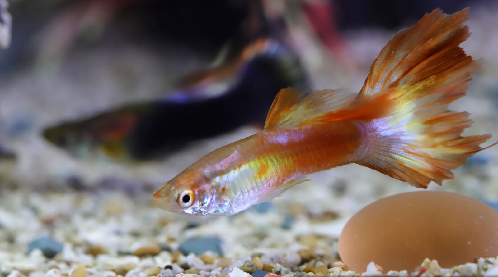 Canon EOS 6D Mark II sample photo. Goofy, tropical fish, fish photography