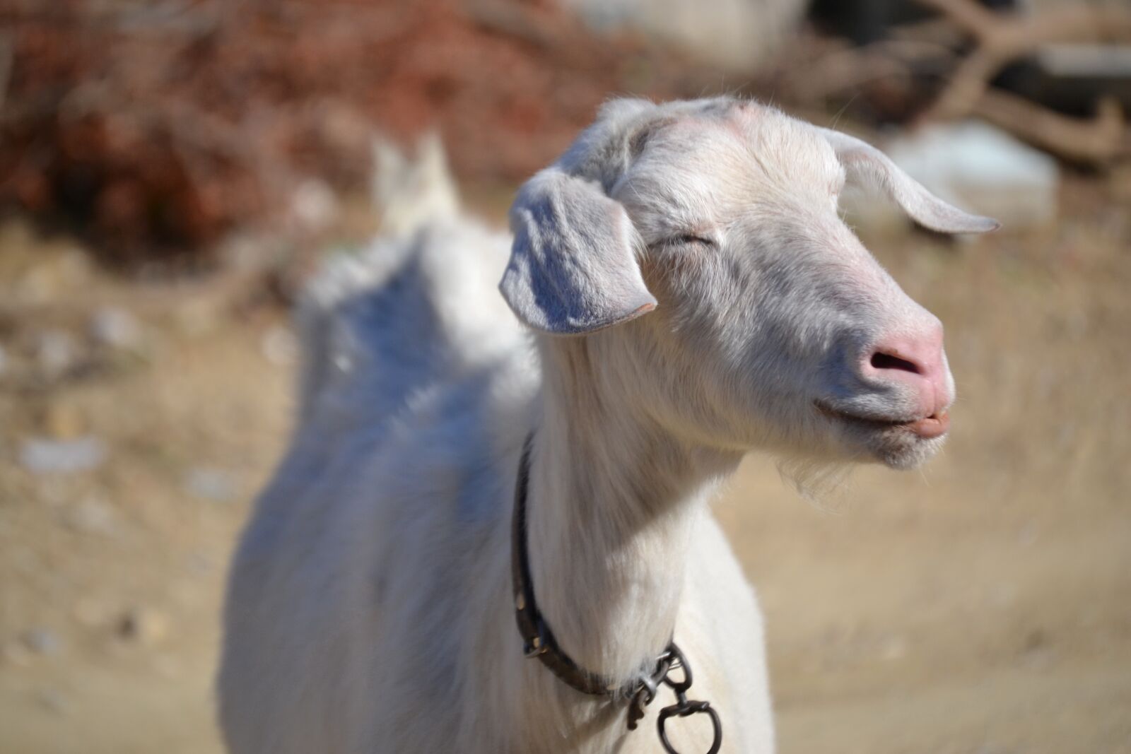 Nikon D3100 sample photo. Goat, white goat, animal photography