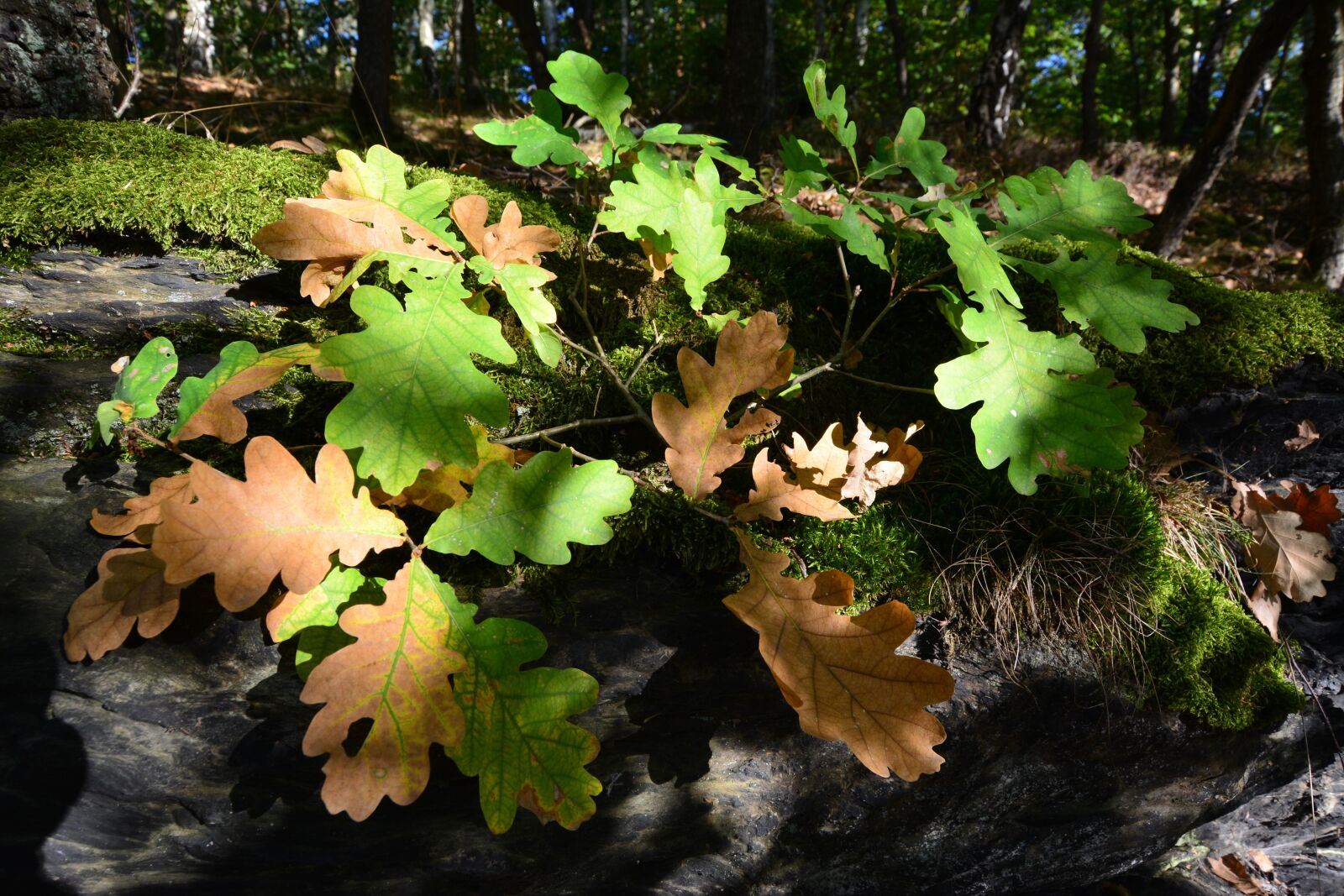 Nikon D5200 sample photo. Autumn, leaves, forest photography
