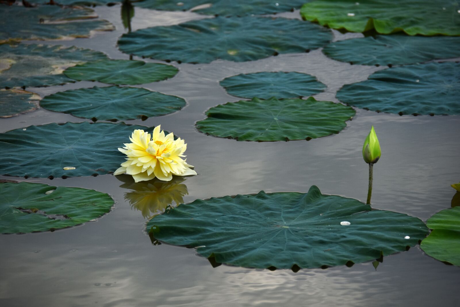Nikon D7200 sample photo. Lotus flowers, blooming, water photography