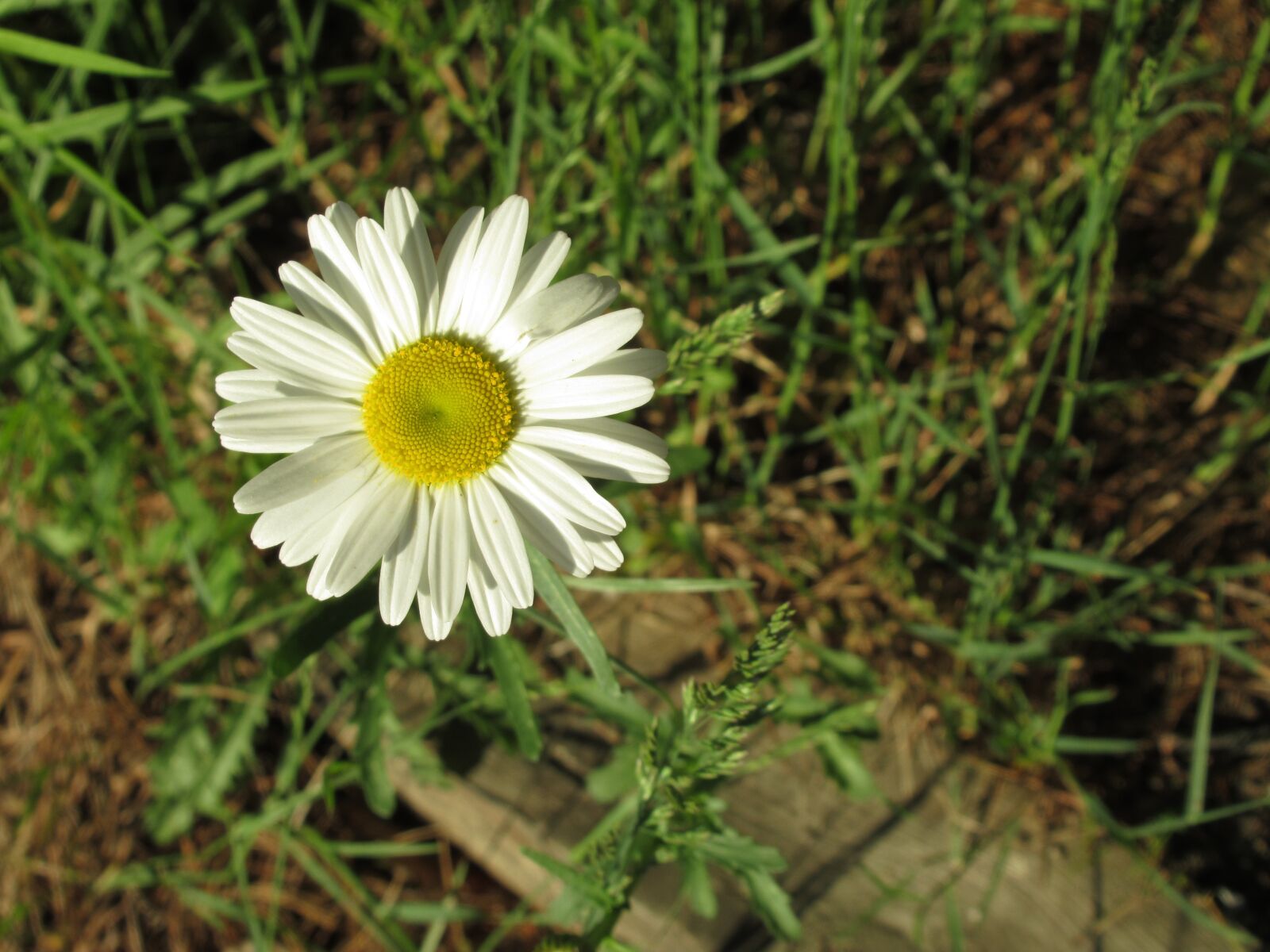 Canon PowerShot SX620 HS sample photo. Flower, garden, bloom photography