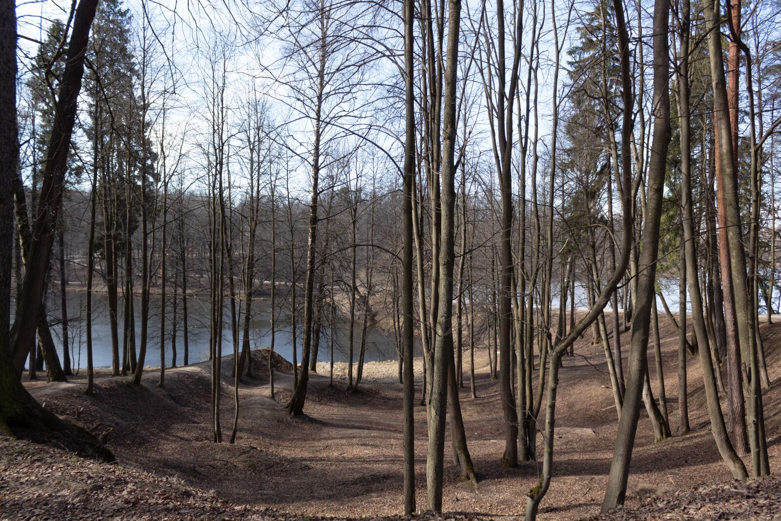 Canon EOS 1300D (EOS Rebel T6 / EOS Kiss X80) sample photo. Trees, park, pond photography