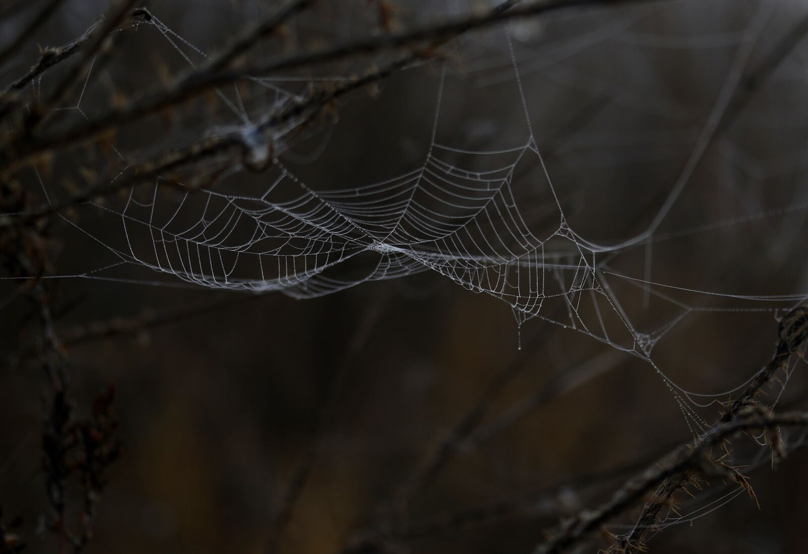 Canon EF-S 60mm F2.8 Macro USM sample photo. Spider web, drops, dew photography