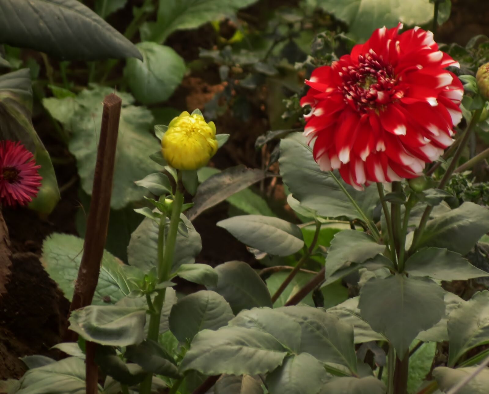 Canon PowerShot SX40 HS sample photo. Flowers, siva301in photography