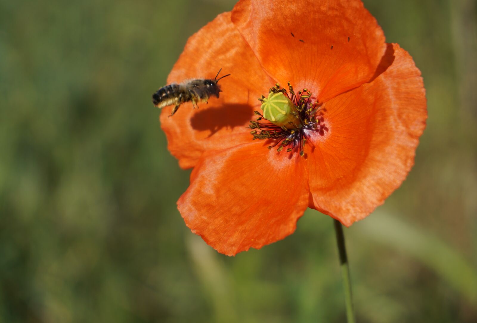 Sony a6000 sample photo. Poppy, blossom, bloom photography