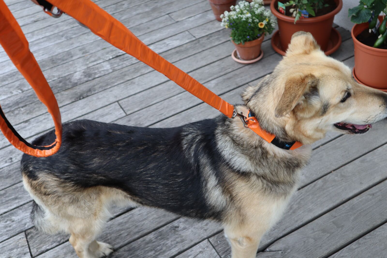 Canon EOS M50 (EOS Kiss M) sample photo. Dog, orange, animal photography