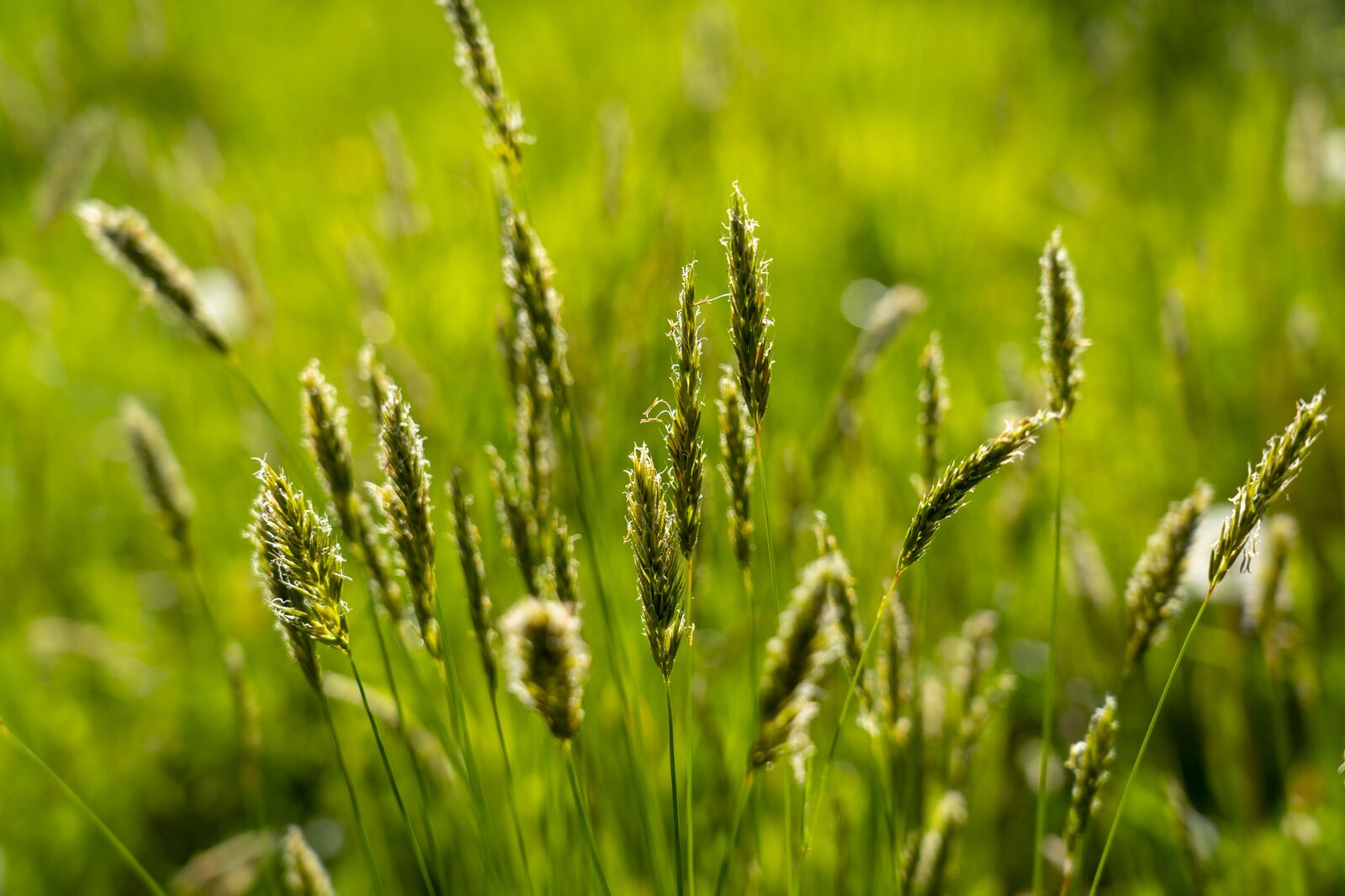 Sony a7 III sample photo. Grass, stalks, nature photography
