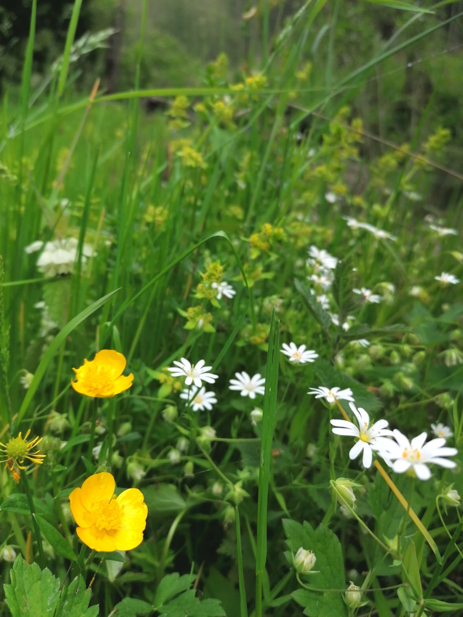 HUAWEI P30 LITE sample photo. Green, meadow, flower meadow photography