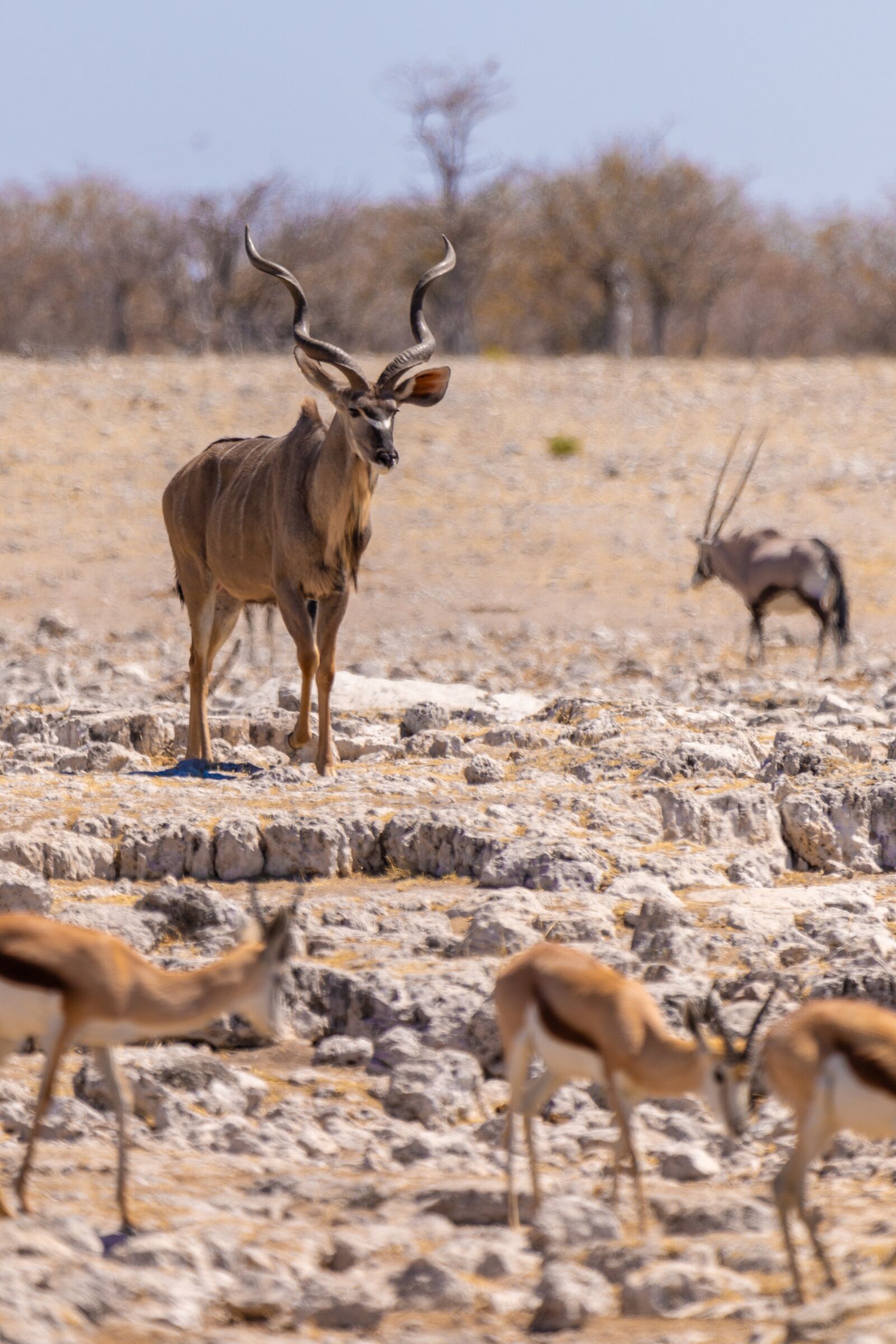 Canon EOS 5D Mark IV + 150-600mm F5-6.3 DG OS HSM | Contemporary 015 sample photo. Kudu, antelope, animal world photography
