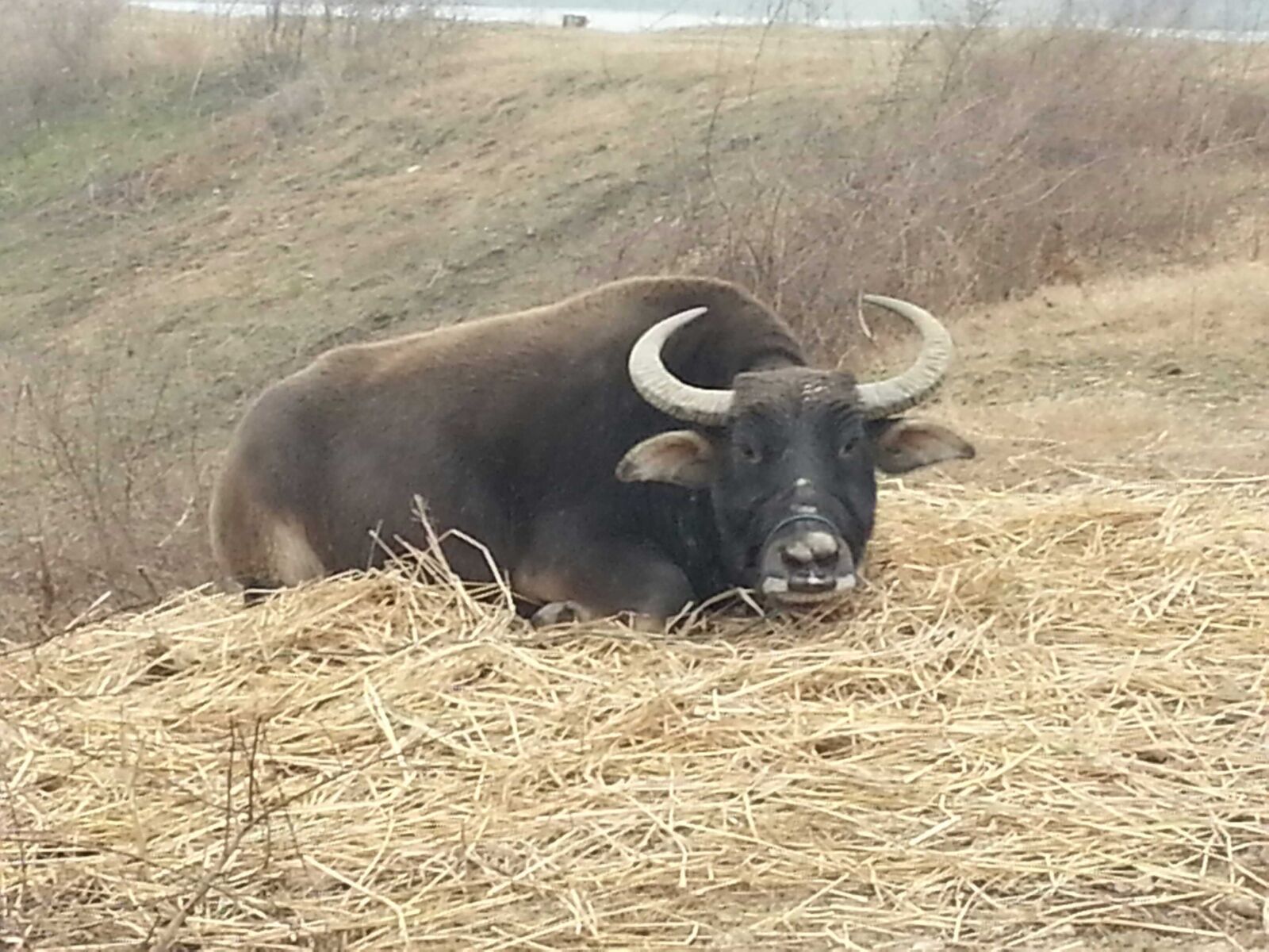 Samsung Galaxy Note2 sample photo. Buffalo, rest, tummy photography