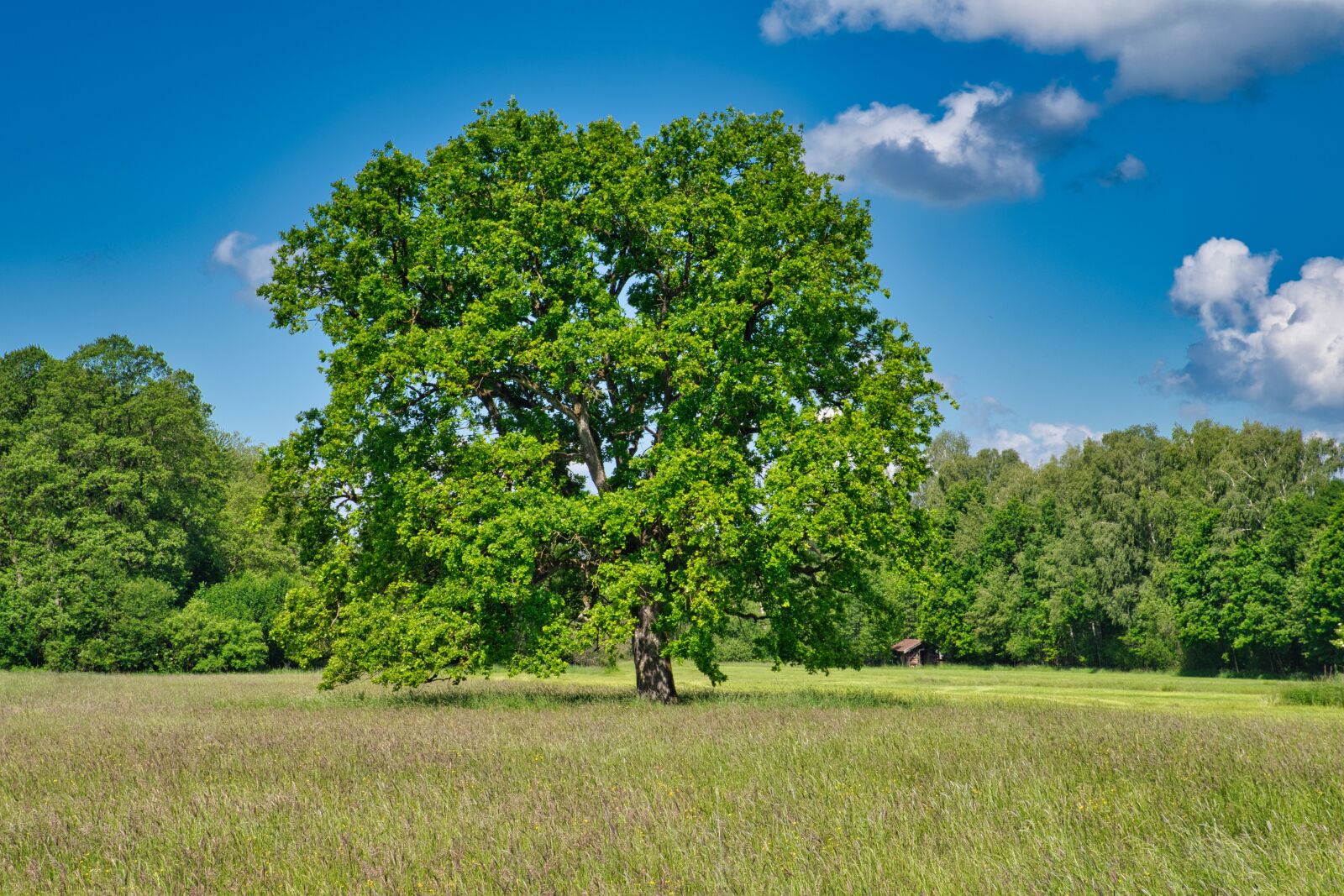 Nikon D7500 sample photo. Tree individually, spring, meadow photography