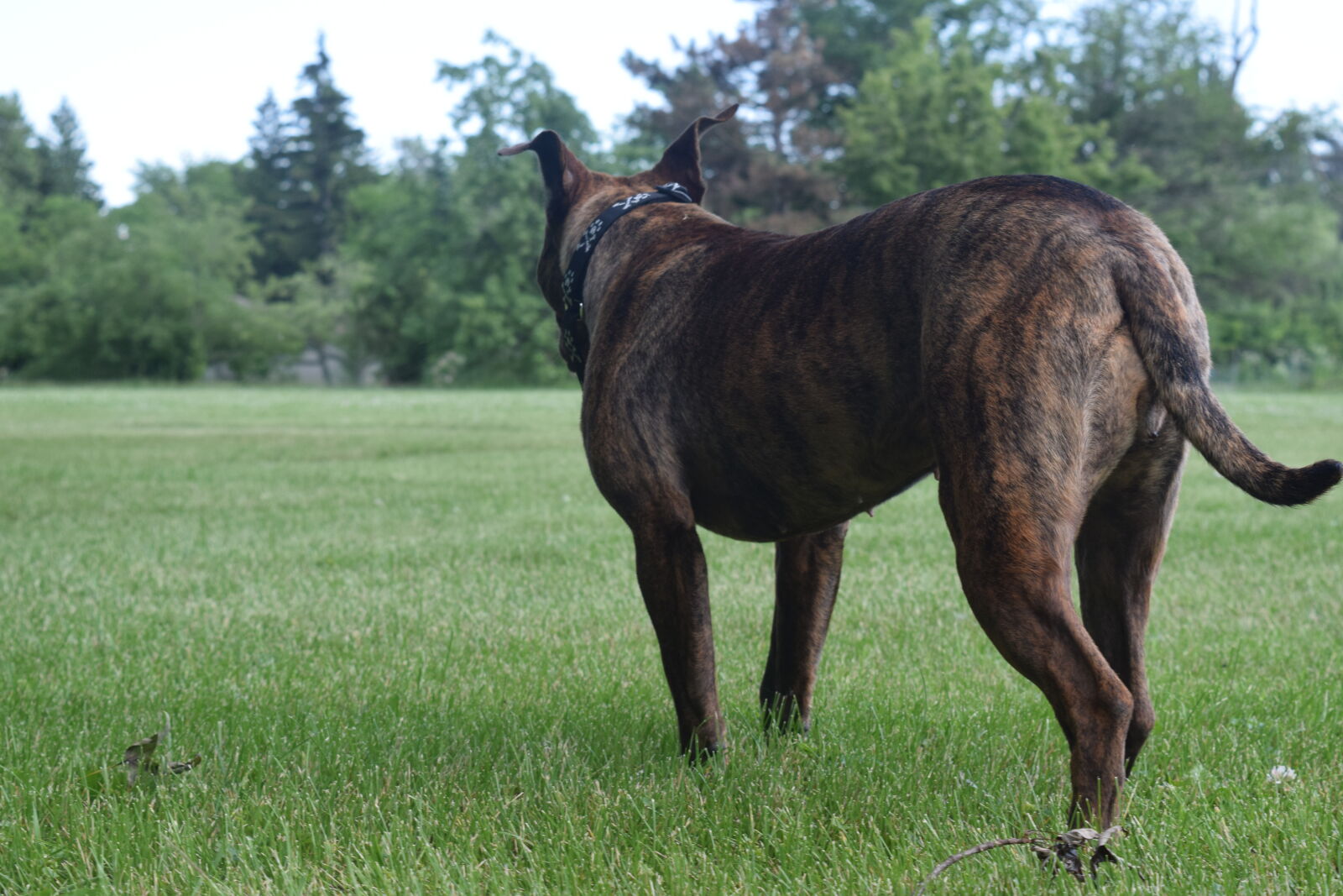 Nikon D3300 sample photo