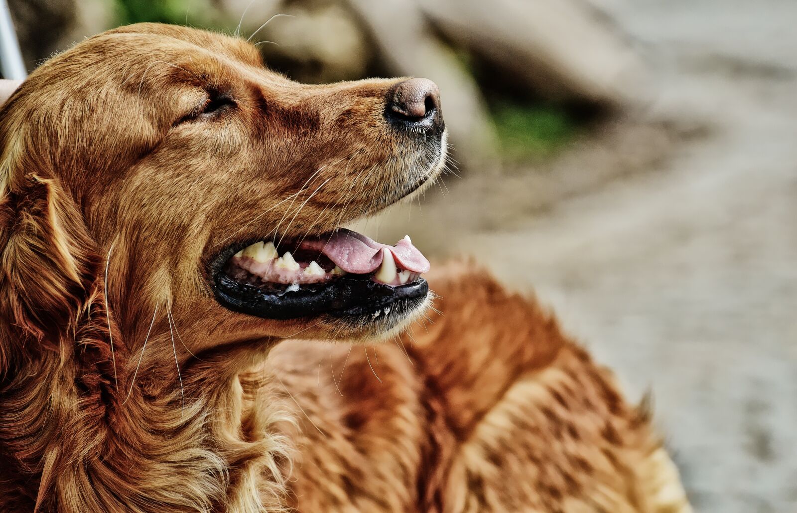 Nikon D3200 sample photo. Irish setter, dog, fur photography