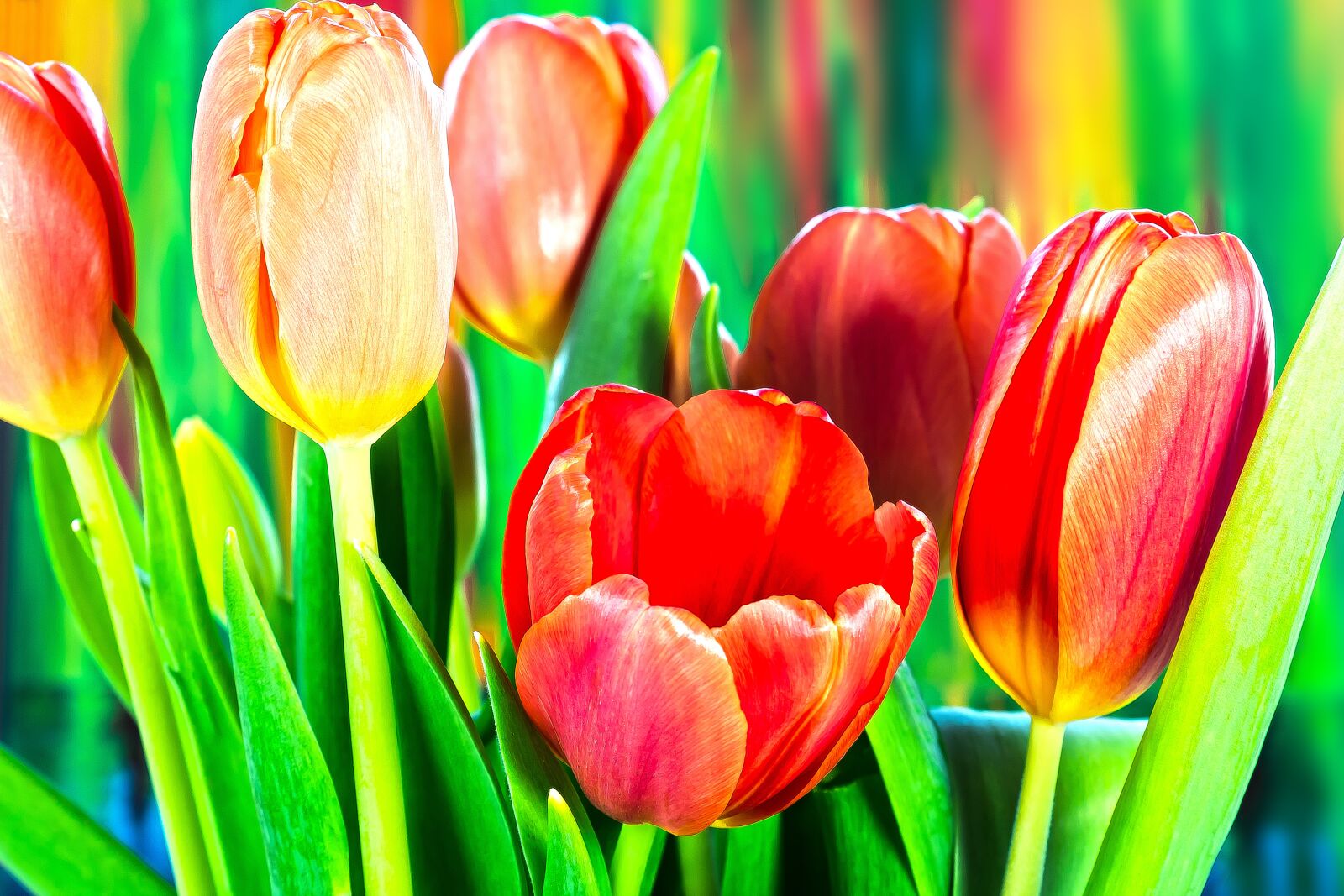 Canon EOS 1300D (EOS Rebel T6 / EOS Kiss X80) sample photo. Tulip, lilies, spring photography
