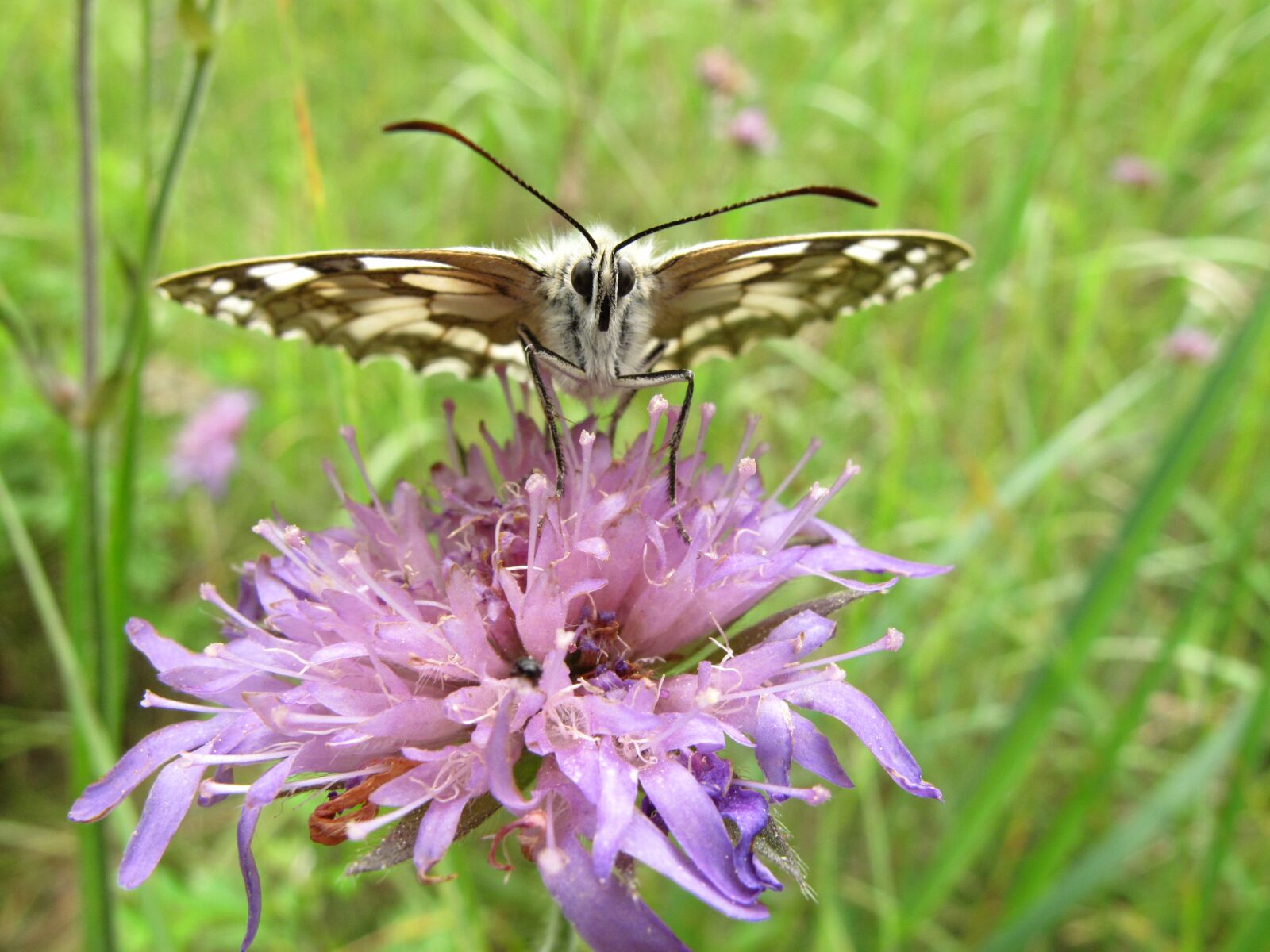 Canon PowerShot G10 sample photo. Nature, insect, butterfly day photography