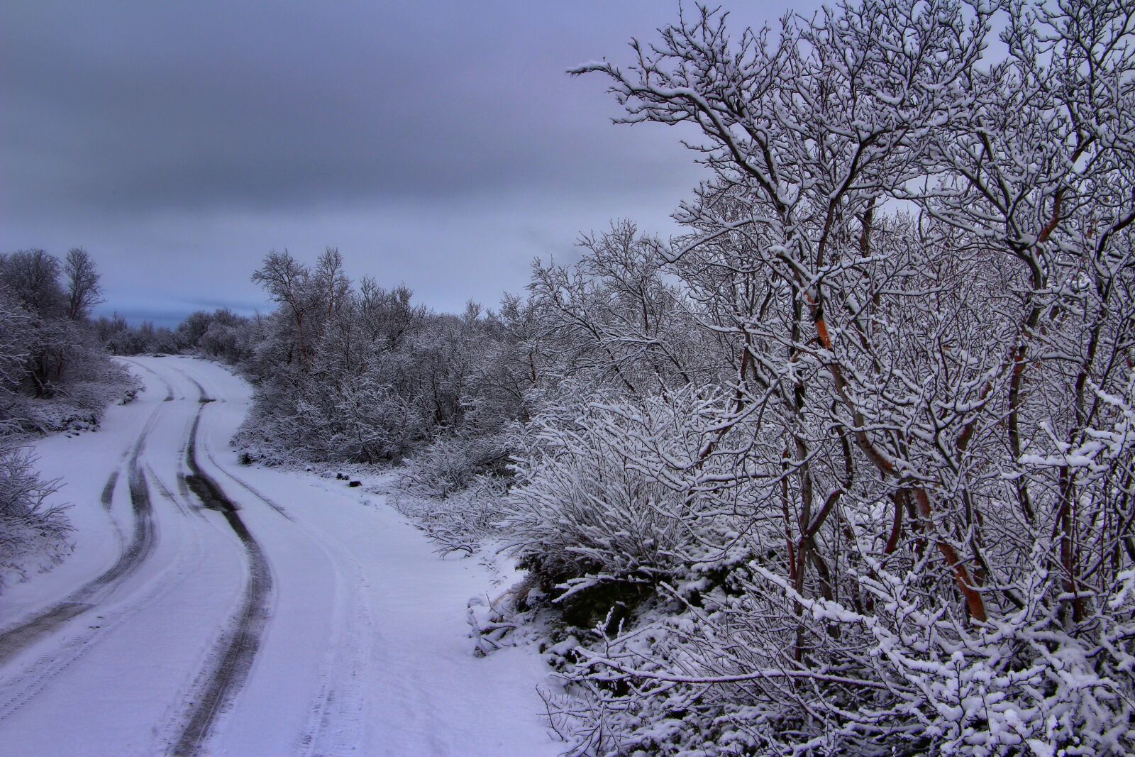 Canon EOS 100D (EOS Rebel SL1 / EOS Kiss X7) sample photo. Frost, snowflake, icy tree photography