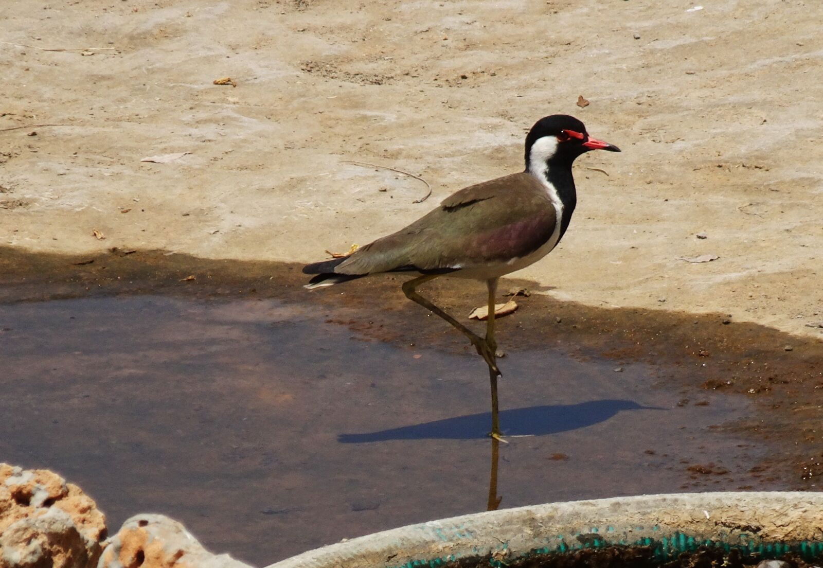 Sony Cyber-shot DSC-HX90V sample photo. Bird, red-wattled, lapwing photography