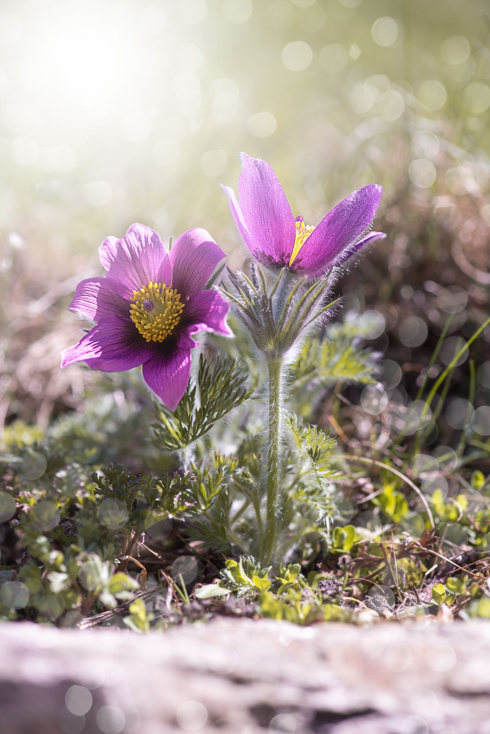 Nikon D750 sample photo. Anemone, flower, flowers photography