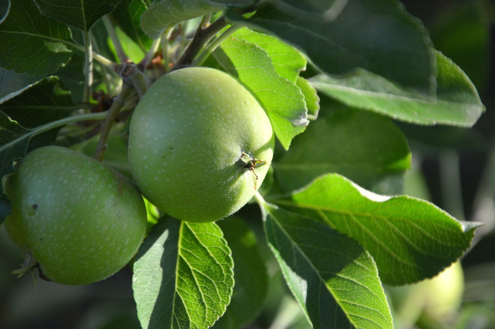 Nikon D3200 sample photo. Fruit, apple, green photography
