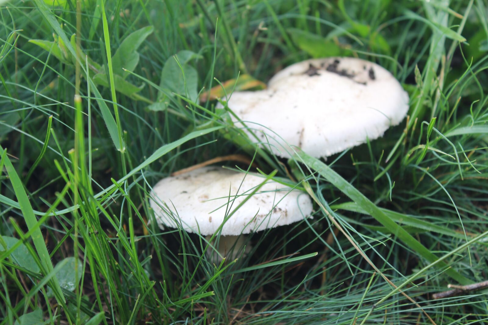 Canon EOS 1300D (EOS Rebel T6 / EOS Kiss X80) sample photo. Nature, mushrooms, природа photography