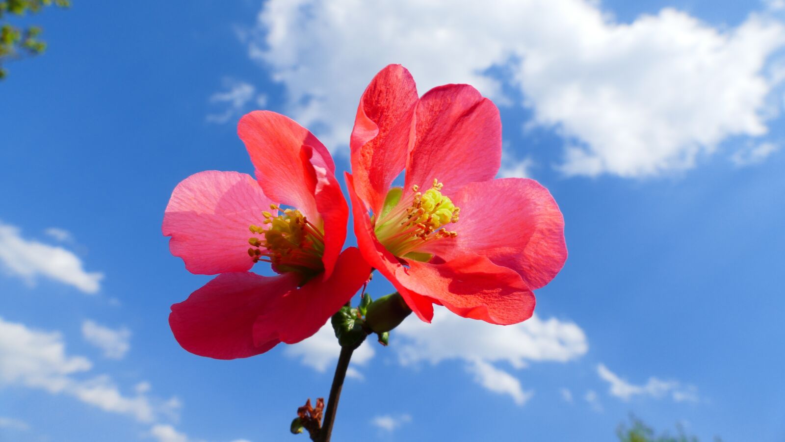 Panasonic Lumix DMC-FZ1000 sample photo. Flower, quince, spring photography