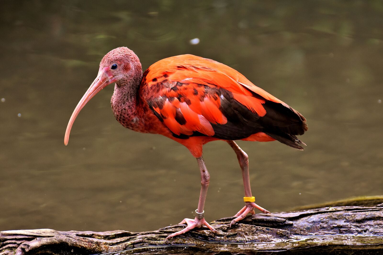 Nikon D7200 sample photo. Ibis, eudocimus ruber, scarlet photography