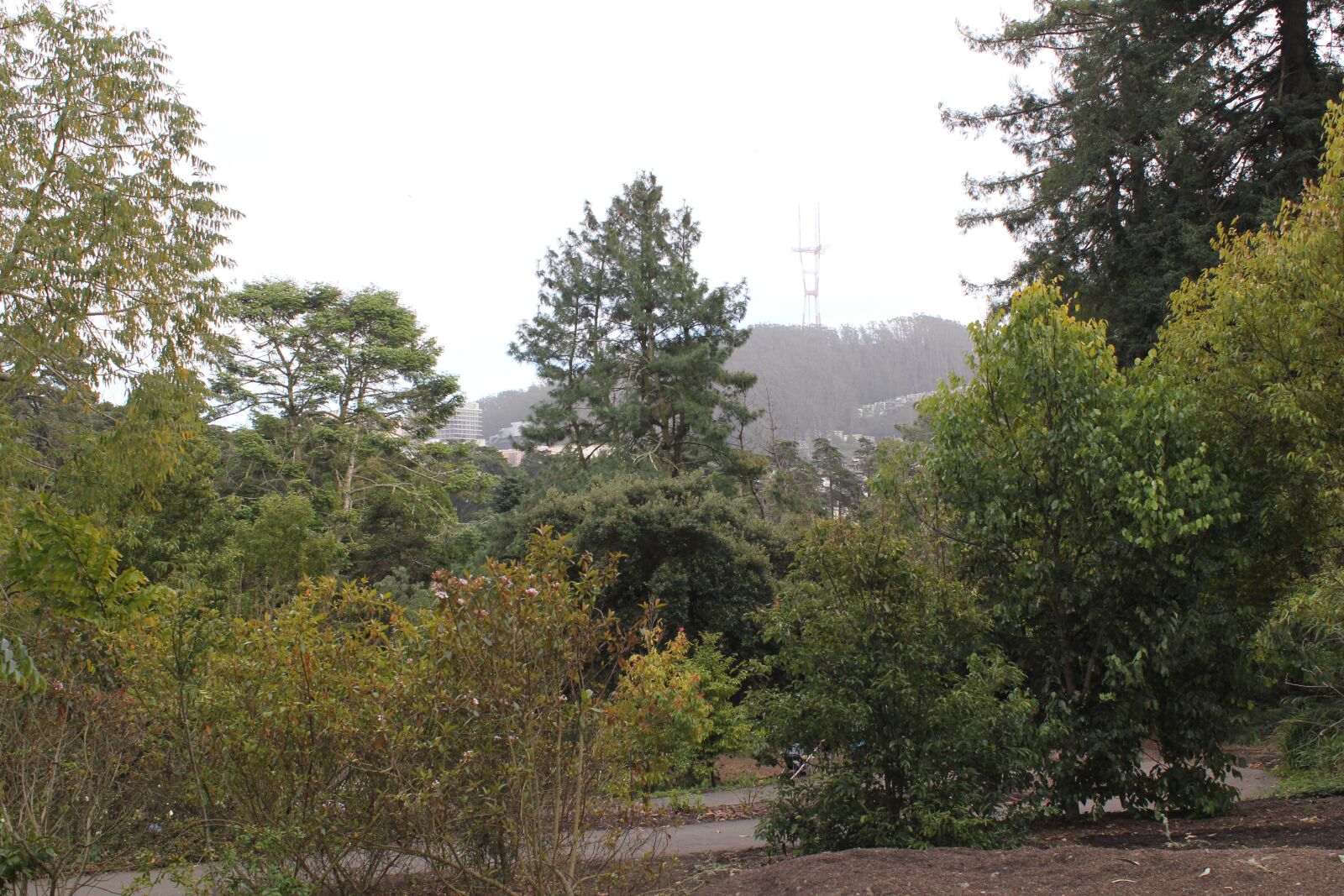 Canon EOS 550D (EOS Rebel T2i / EOS Kiss X4) sample photo. Golden gate park, san photography