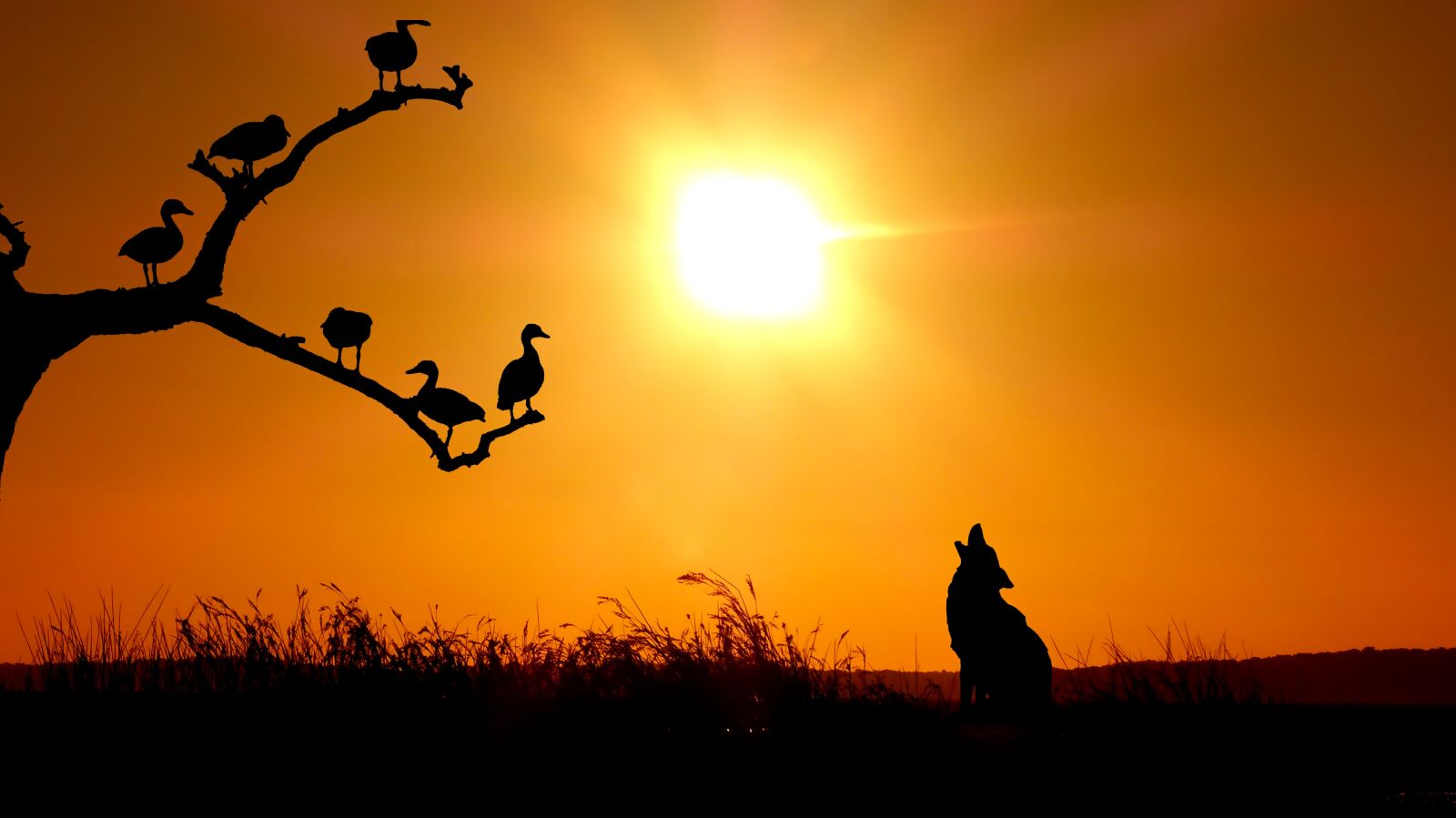 Panasonic Lumix DMC-FZ200 sample photo. Sunset, birds, wolf photography
