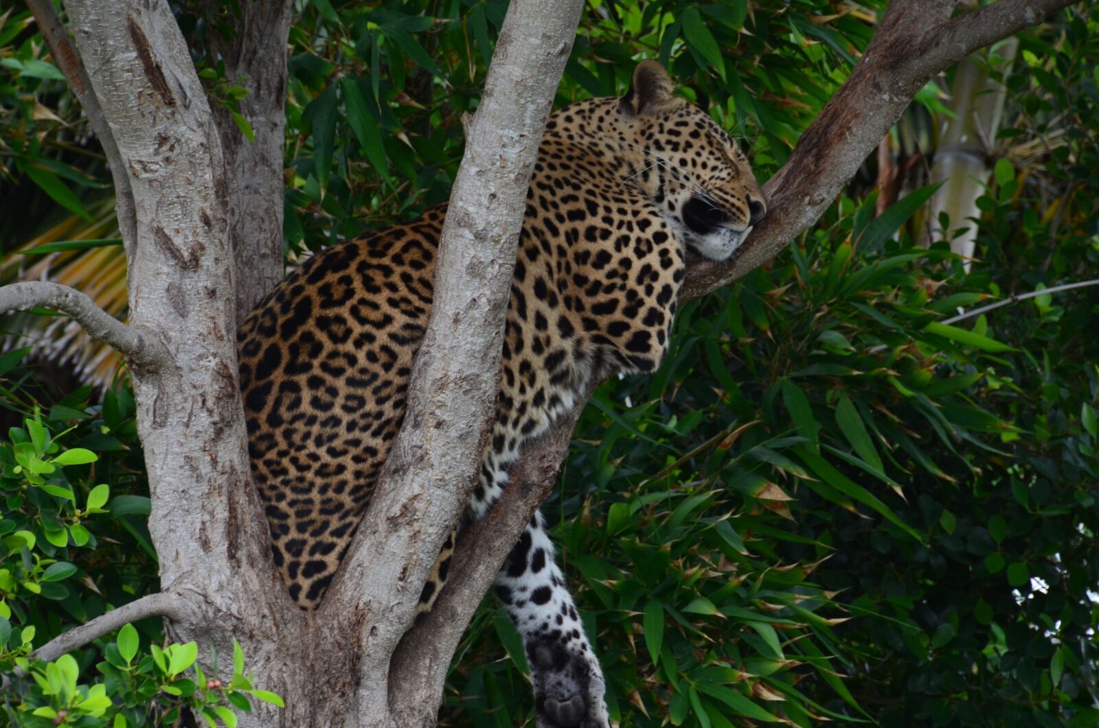 Nikon D5100 sample photo. Leopard, wildcat, africa photography