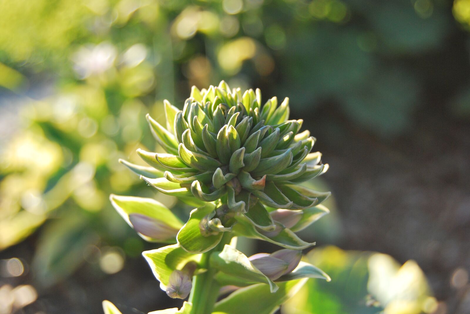 Nikon D60 sample photo. Plant, green, spring photography