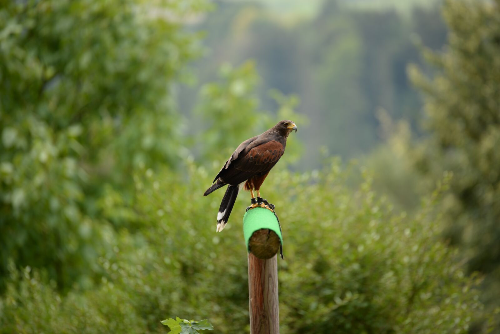 Nikon D610 sample photo. Falcon, perching, bird photography