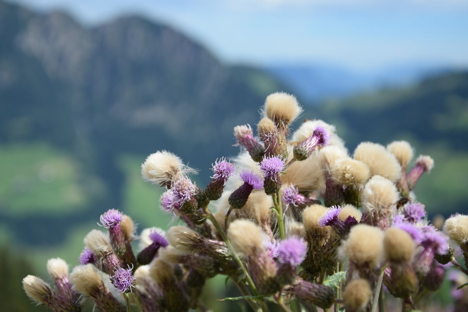 Nikon D5300 sample photo. Nature, flower, plant photography