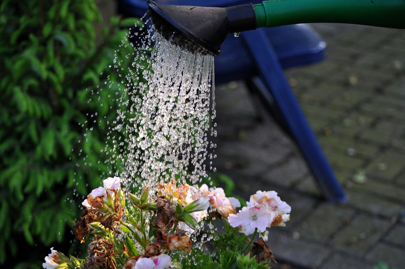Nikon D5000 sample photo. Flowers, watering can, water photography