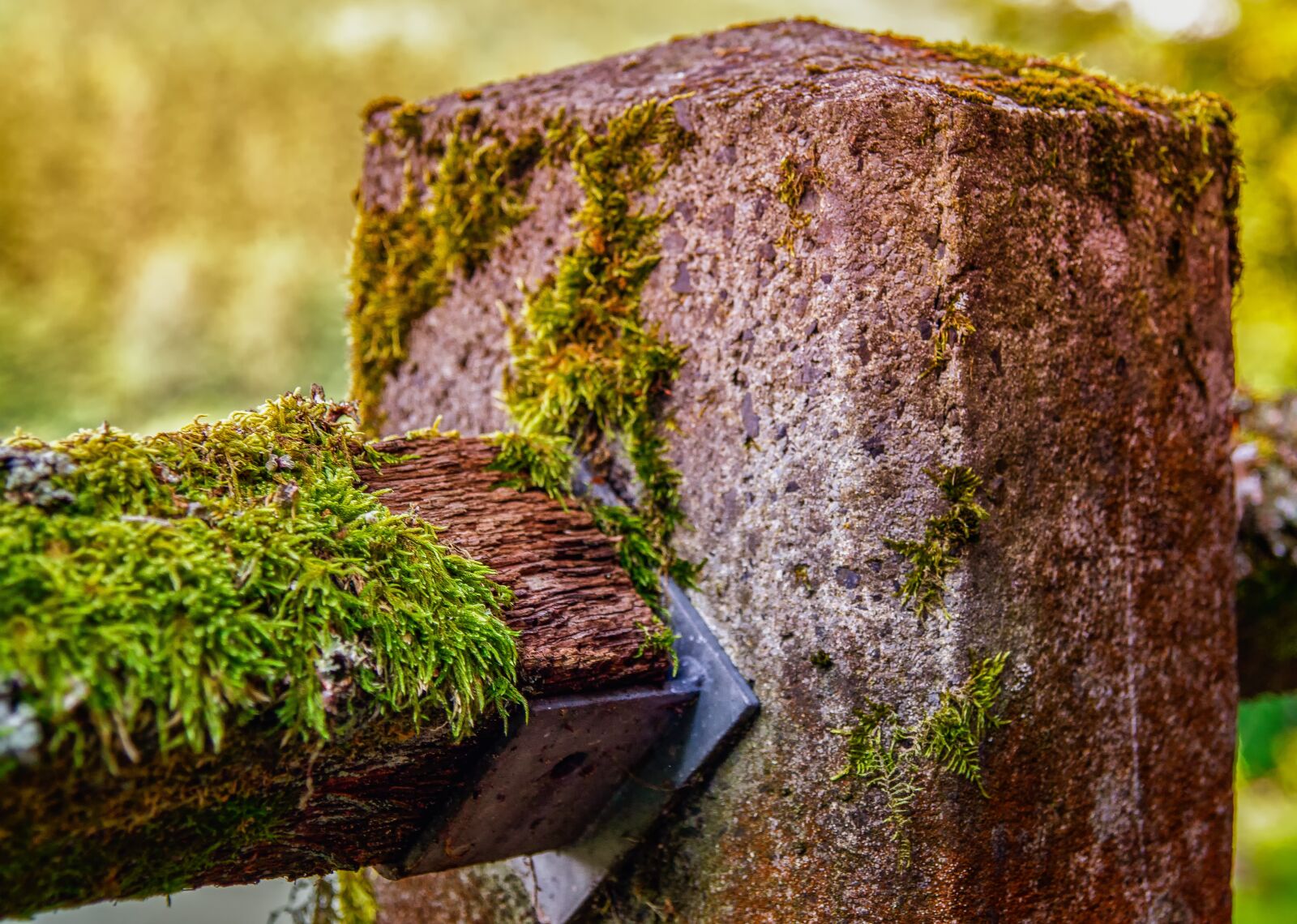 Canon EOS 550D (EOS Rebel T2i / EOS Kiss X4) sample photo. Nature, moss, lichen photography