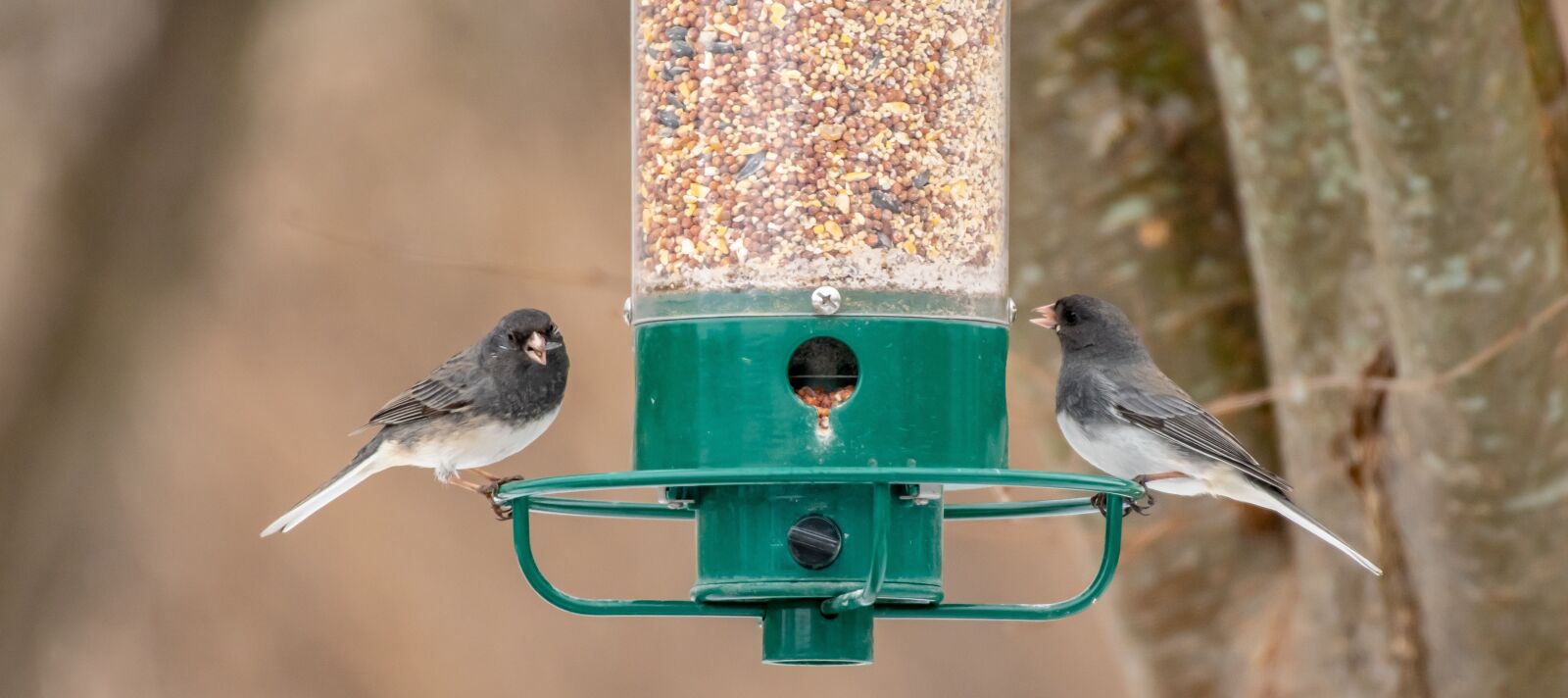 Nikon D500 sample photo. Bird feeder, backyard, wildlife photography