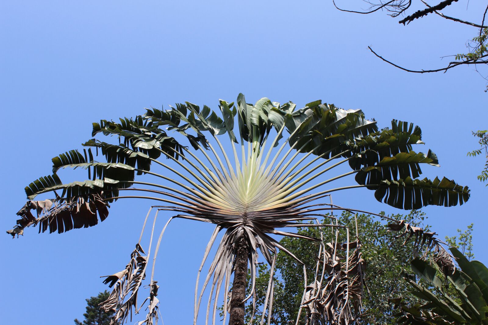 Canon EOS 600D (Rebel EOS T3i / EOS Kiss X5) sample photo. Palm leaf, palm, palm photography