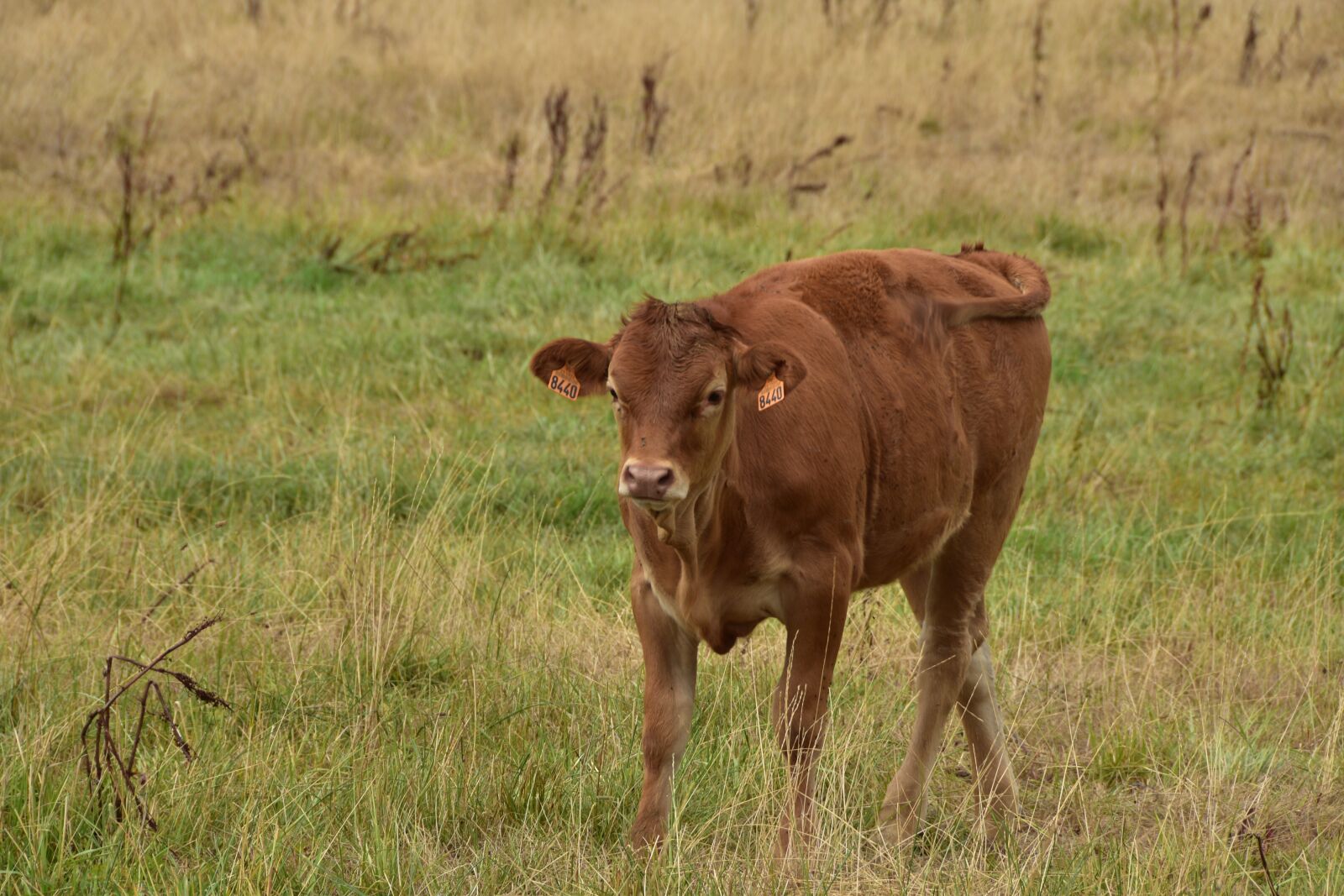 Nikon D5600 sample photo. Calf, cattle, limousin photography