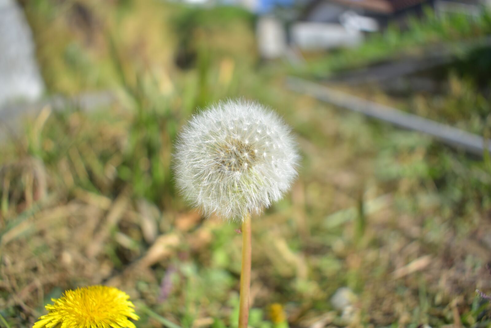 Nikon D3400 sample photo. Dandelion, wild flower, nature photography
