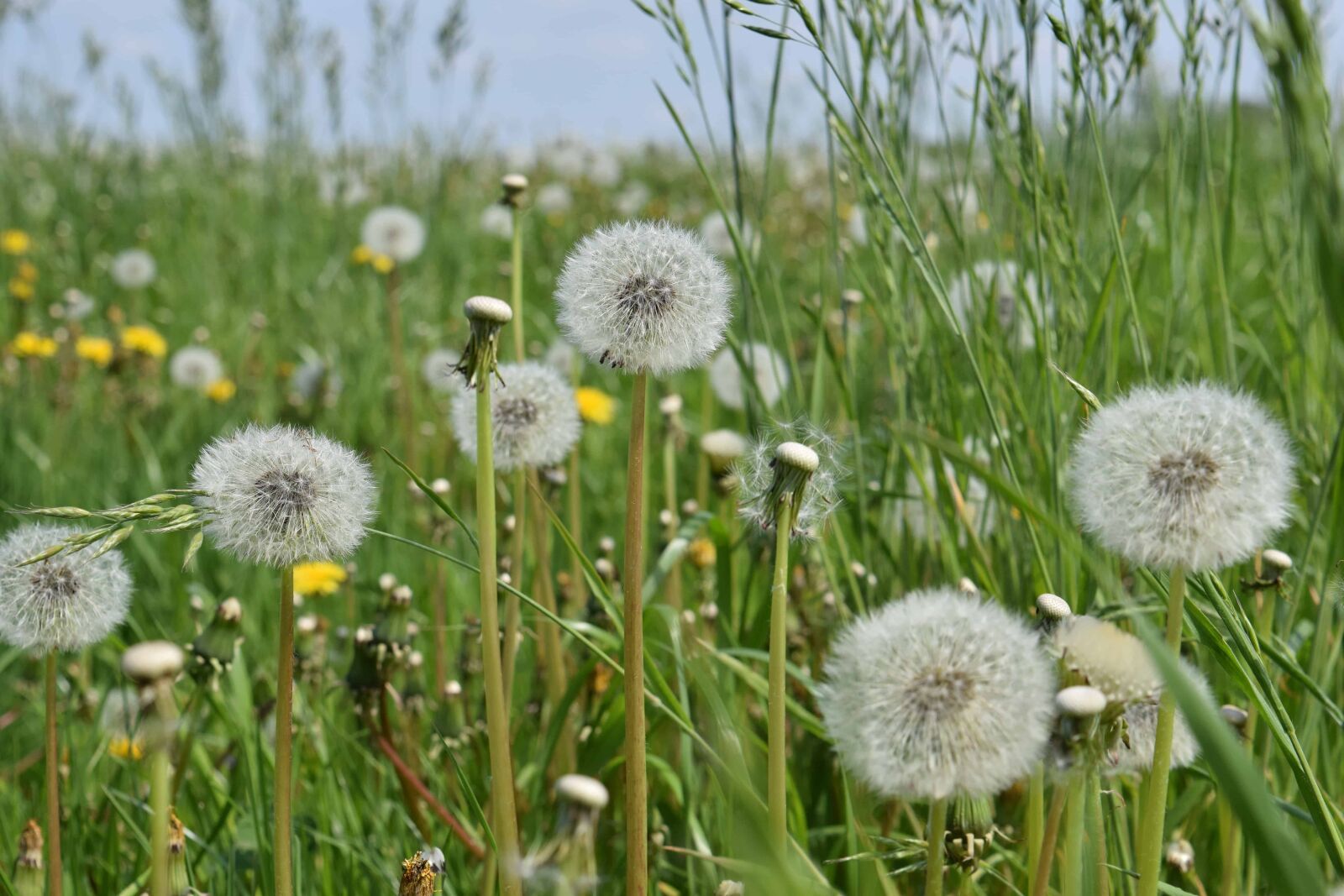 Nikon D3300 sample photo. Summer, green grass, flower photography