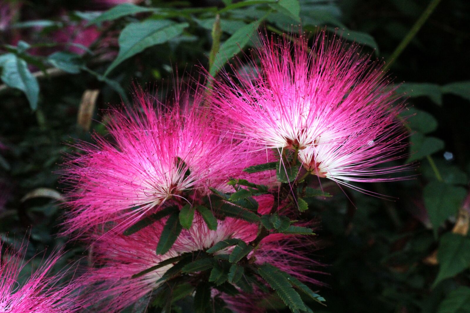 Canon EOS 600D (Rebel EOS T3i / EOS Kiss X5) + Canon EF 50mm F1.8 II sample photo. Nature, flower, leaf photography