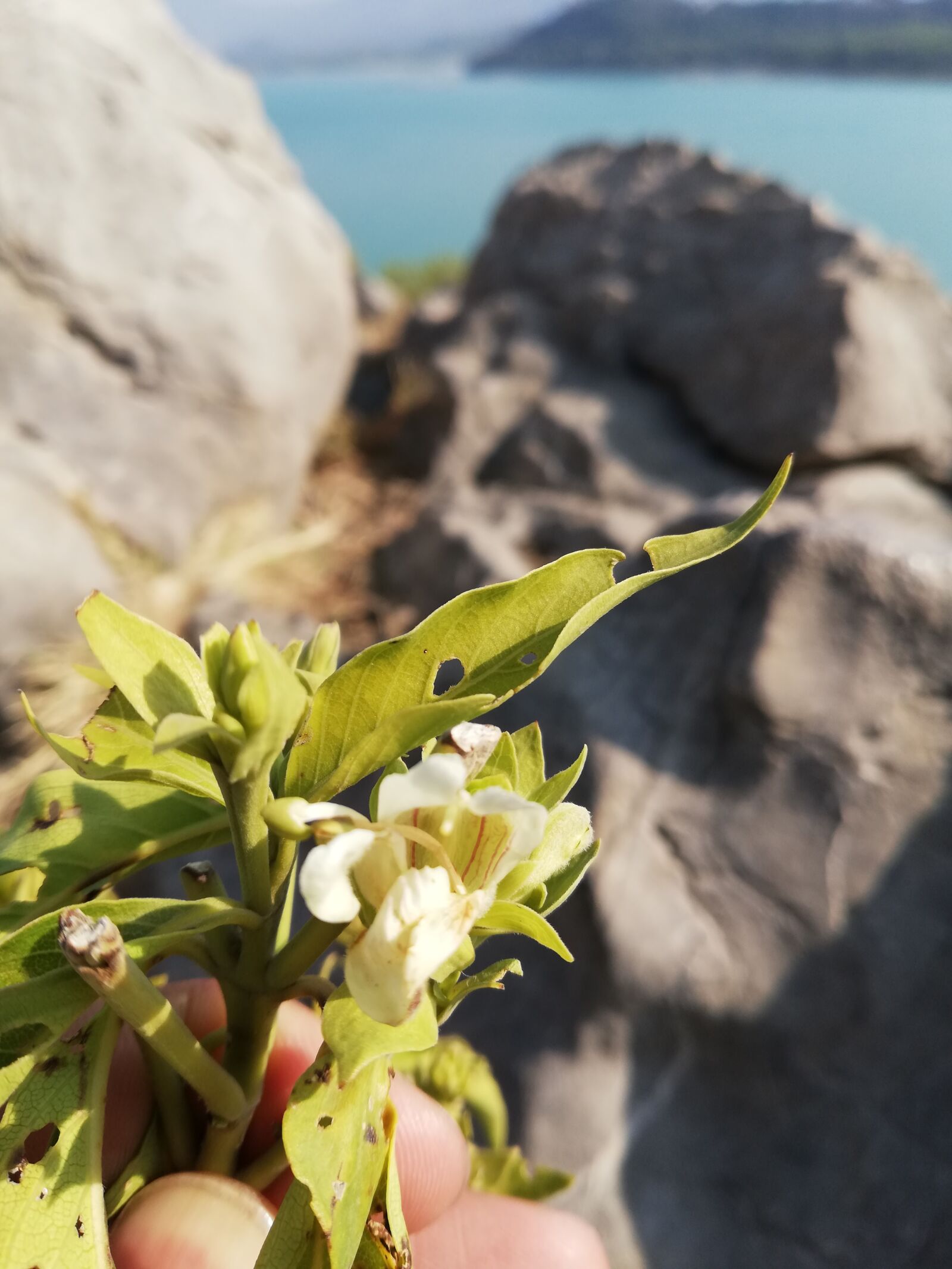 HUAWEI Mate 10 Lite sample photo. Plant, closeup, garden photography
