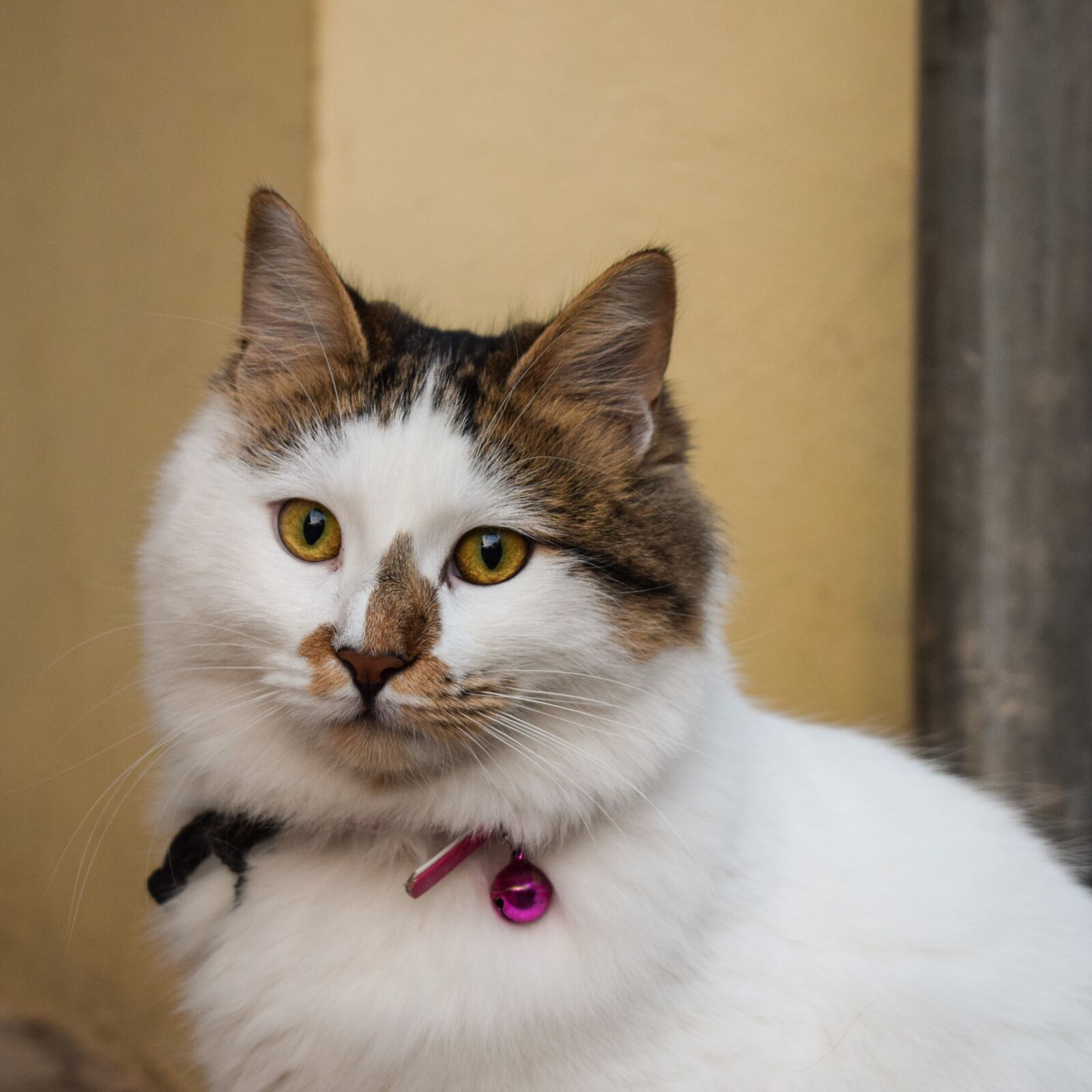 Nikon D3300 sample photo. Cat, domestic, animal photography