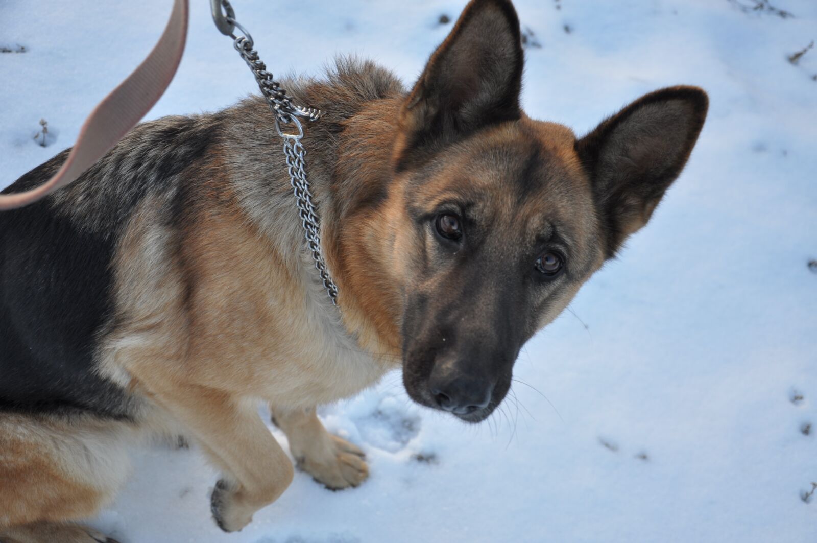 Nikon D90 sample photo. Dog, training, snow photography