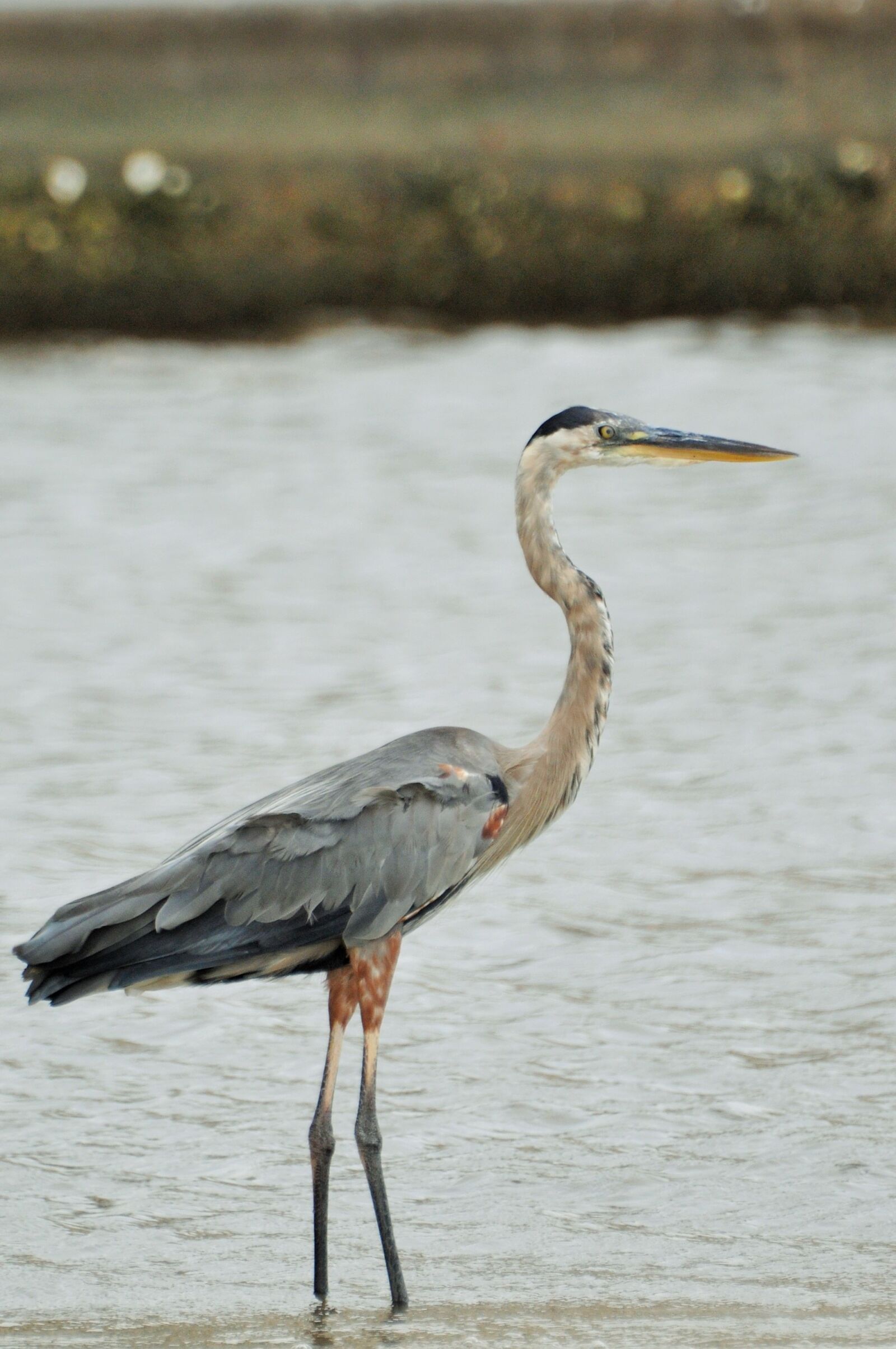 Nikon D90 sample photo. Heron, crane, bird photography