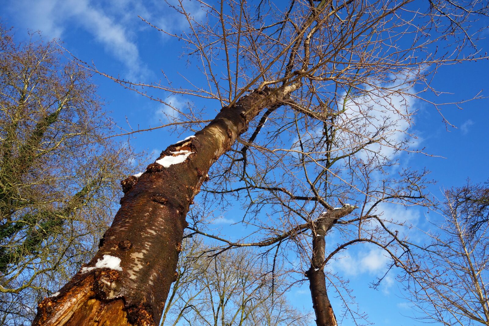Sony Cyber-shot DSC-RX100 sample photo. Tree, trunk, bark photography