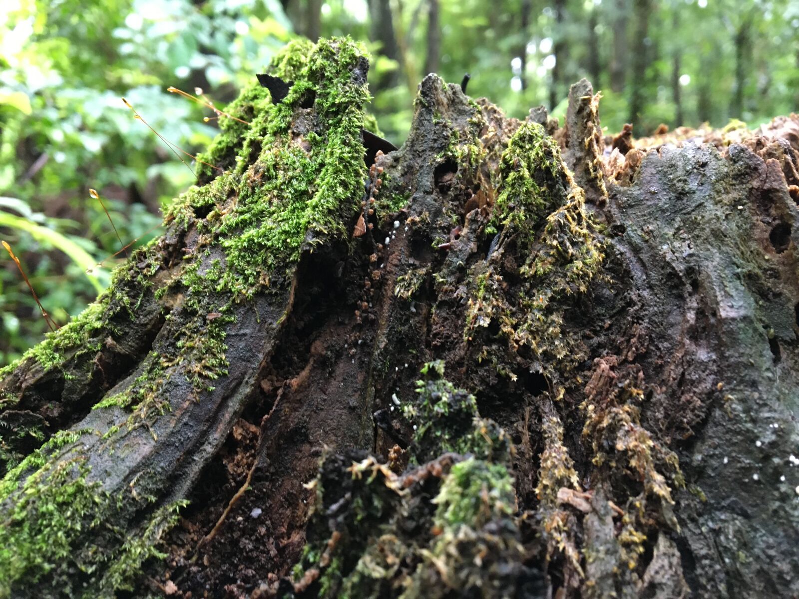 Apple iPhone 6s sample photo. Stump, moss, japan photography
