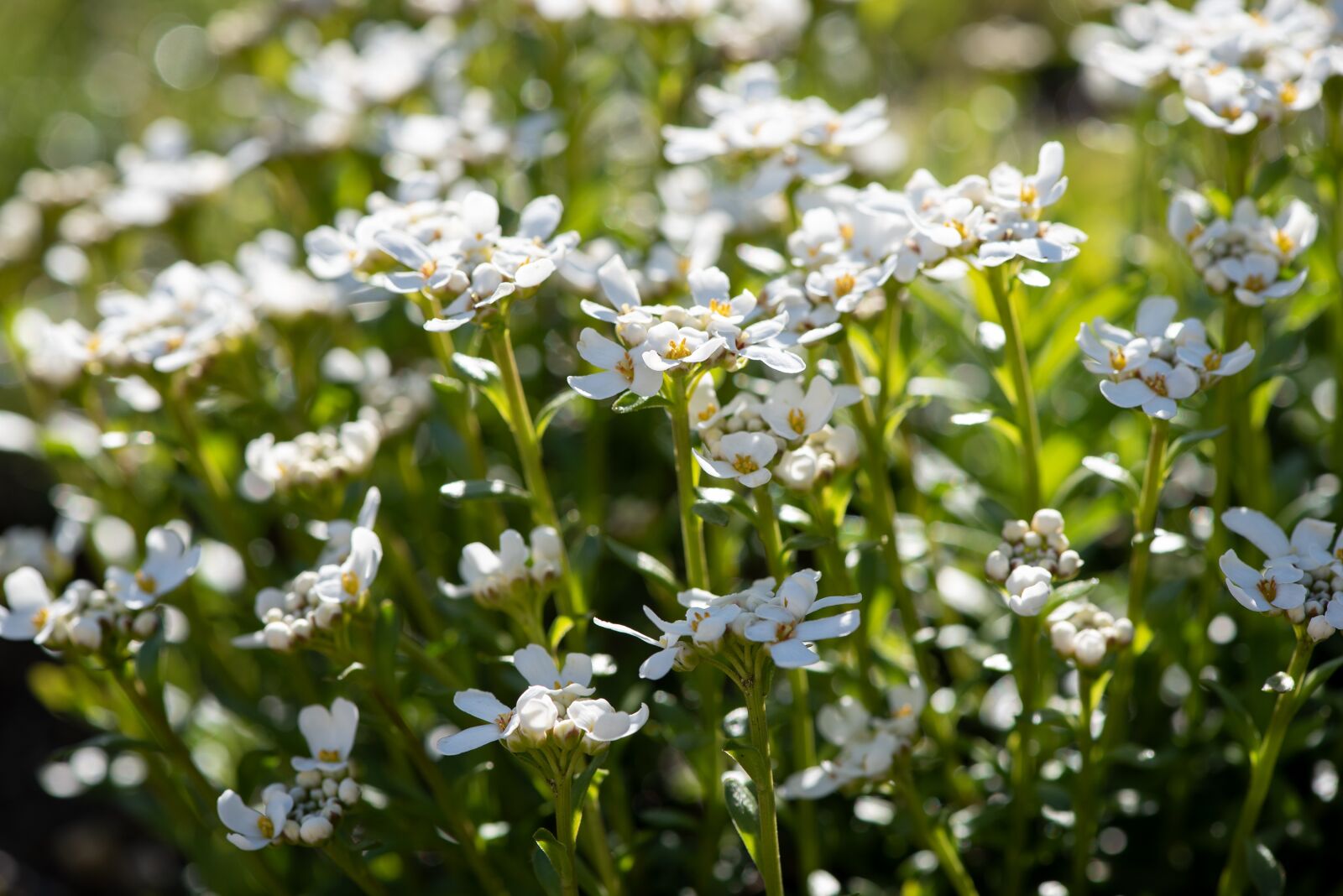 Nikon D750 sample photo. Flowers, white, wildflowers photography