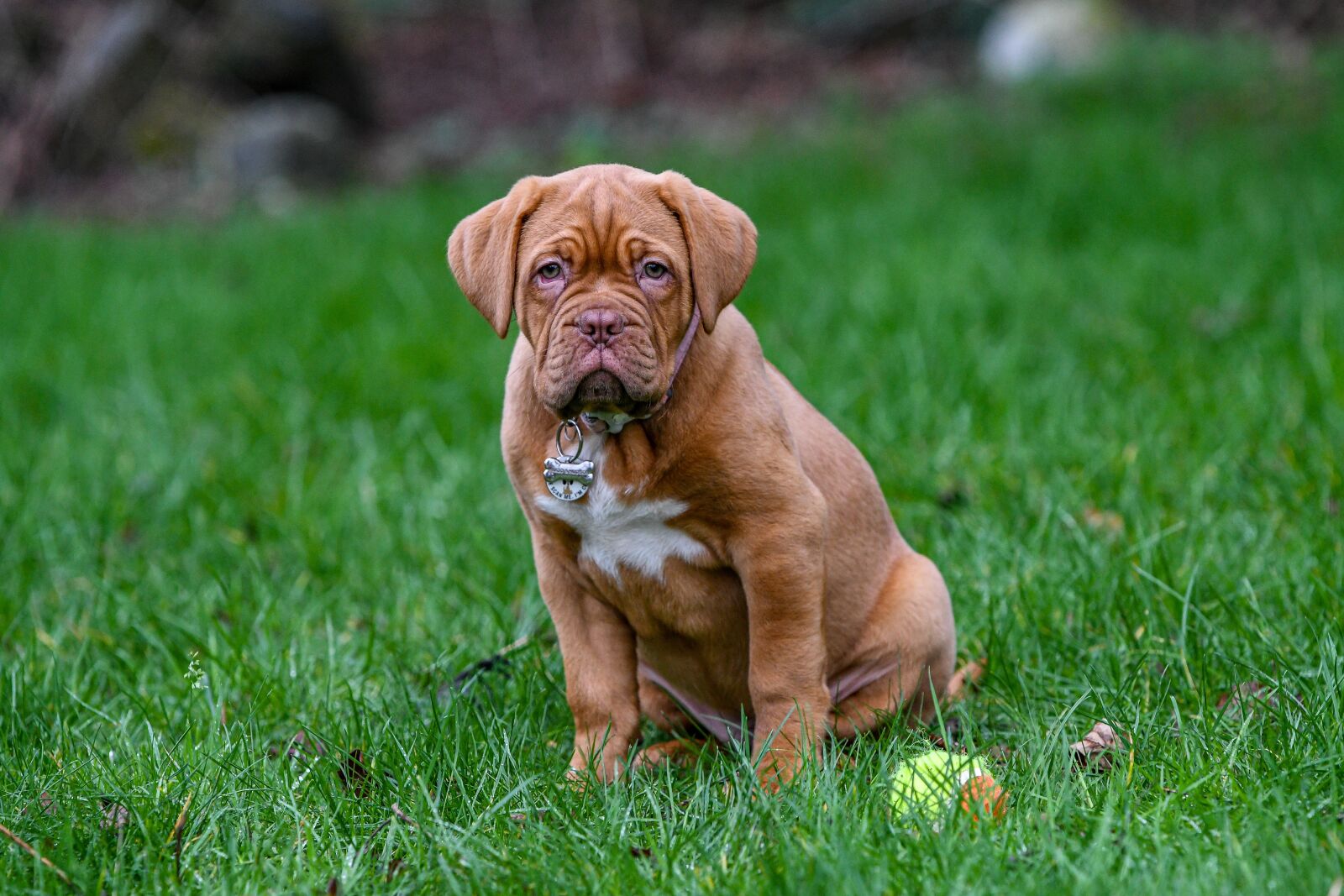 Nikon D500 sample photo. Dogue de bordeaux, dog photography